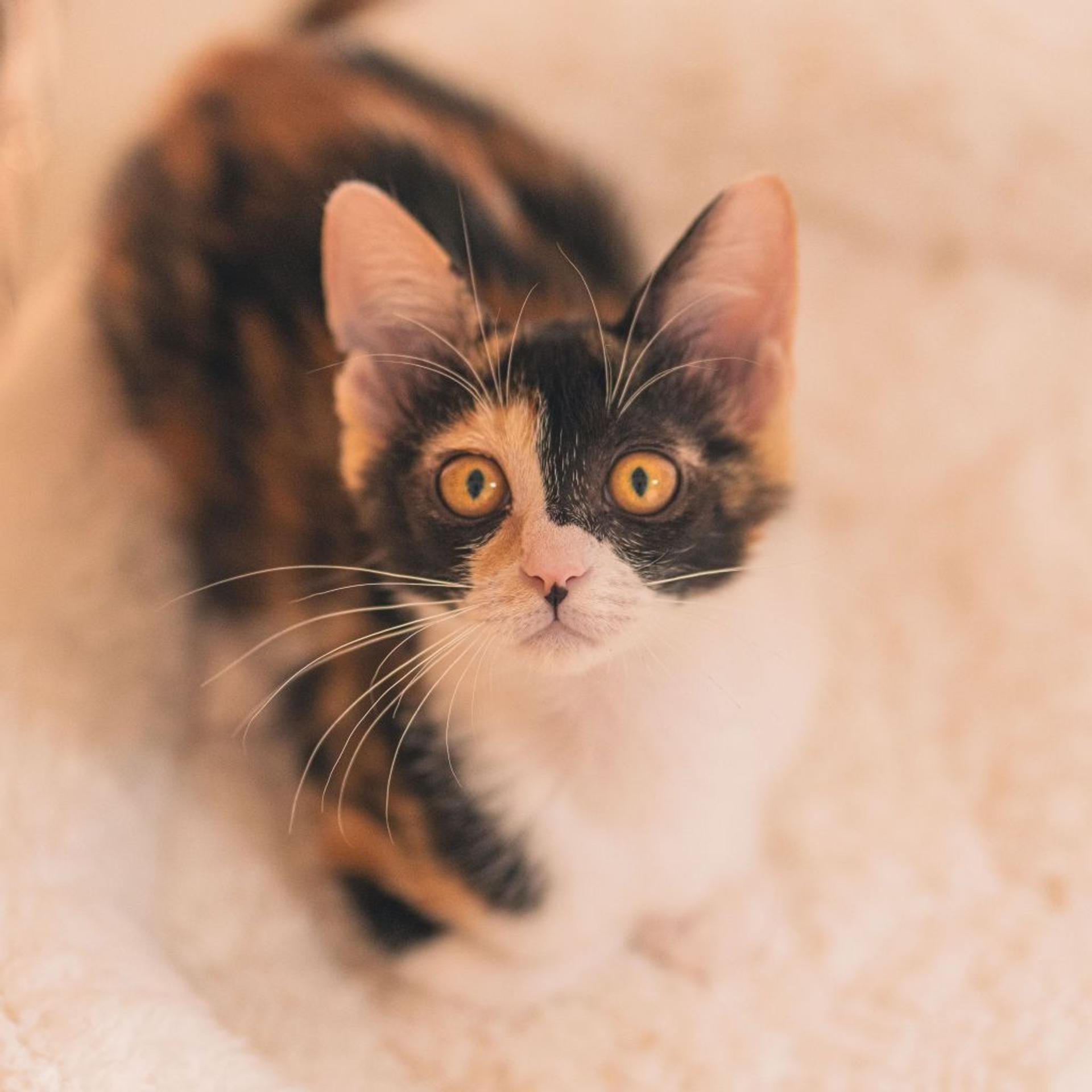 pet-image-6