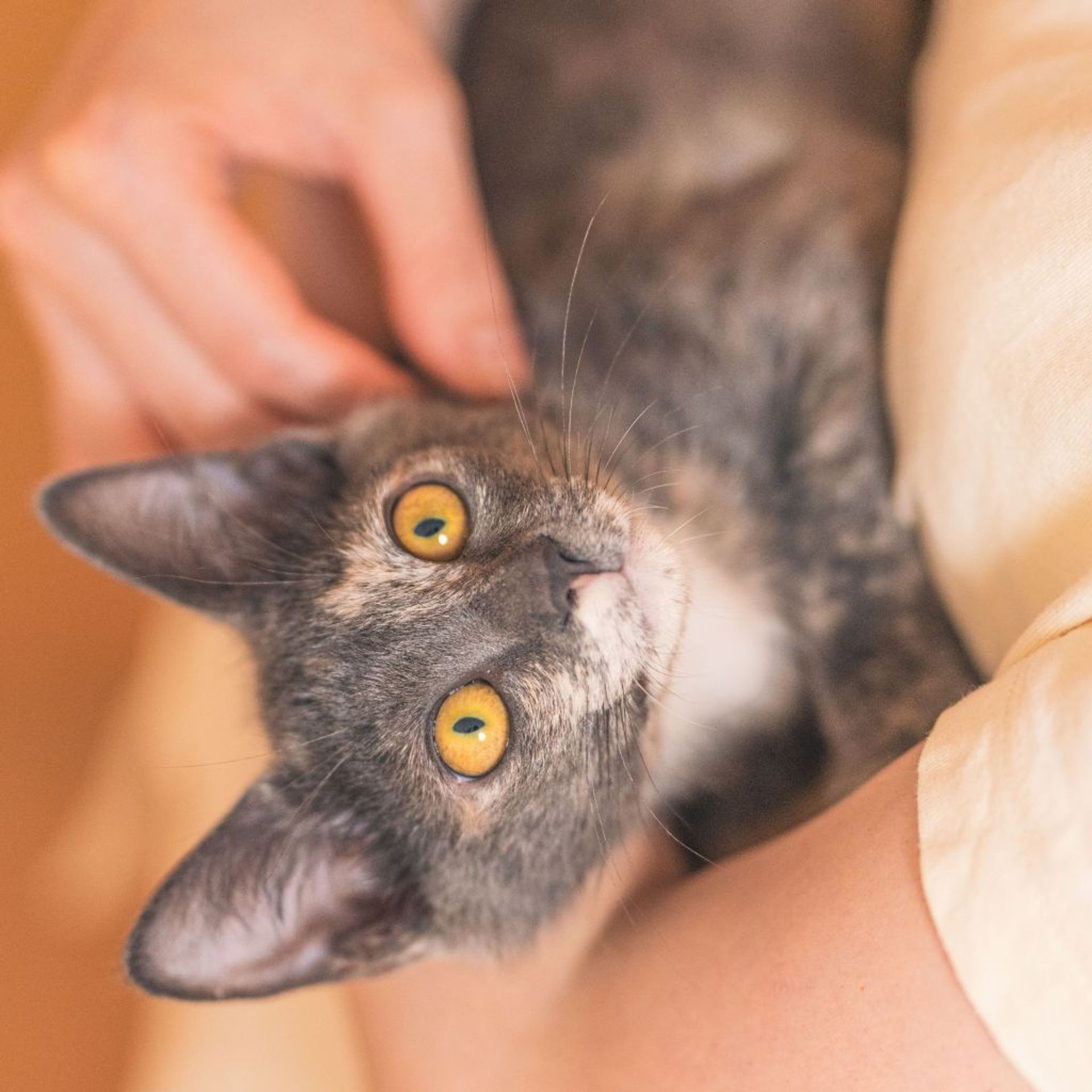 雑種（ミックス猫）・メスの里親募集の写真