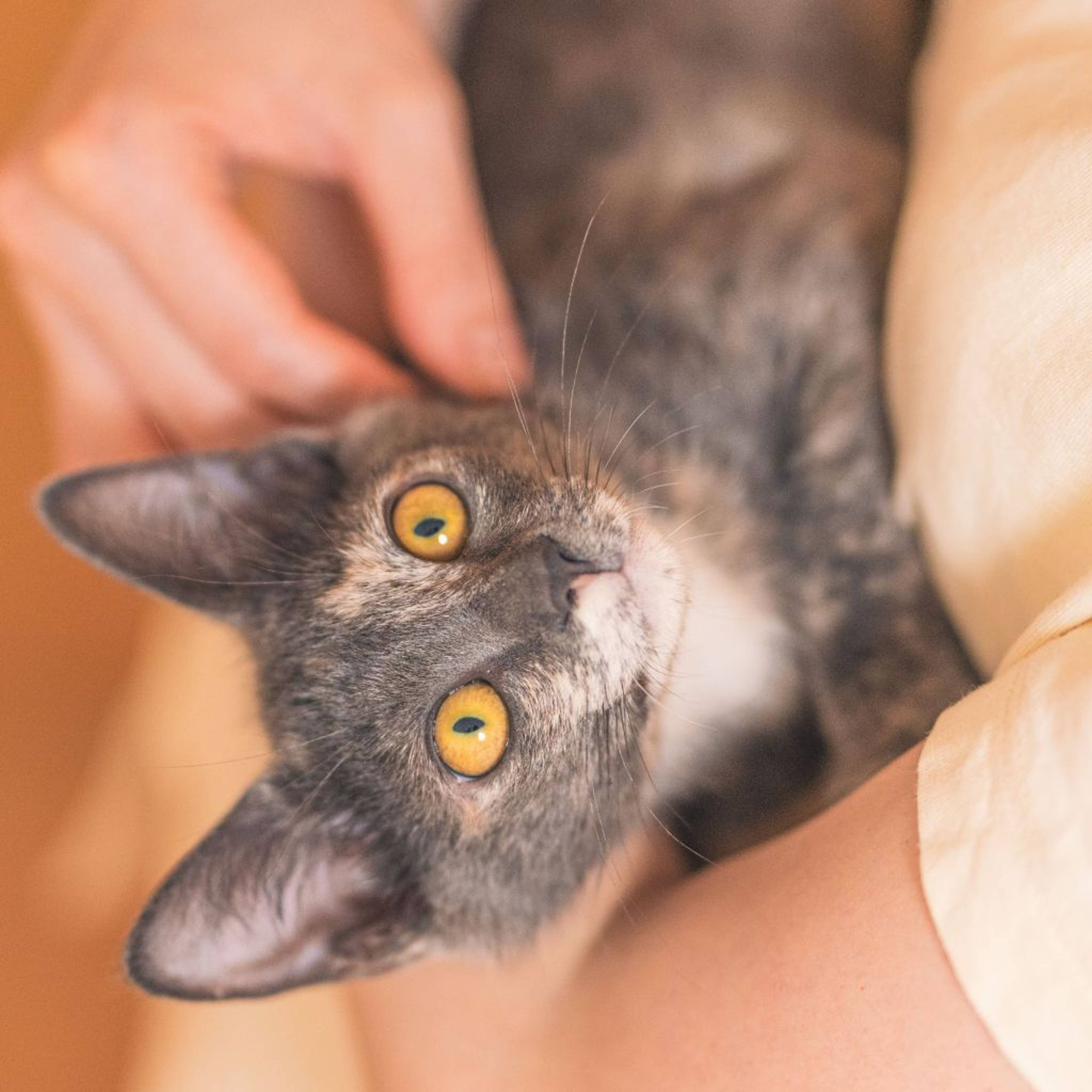 雑種（ミックス猫）・メスの里親募集の写真