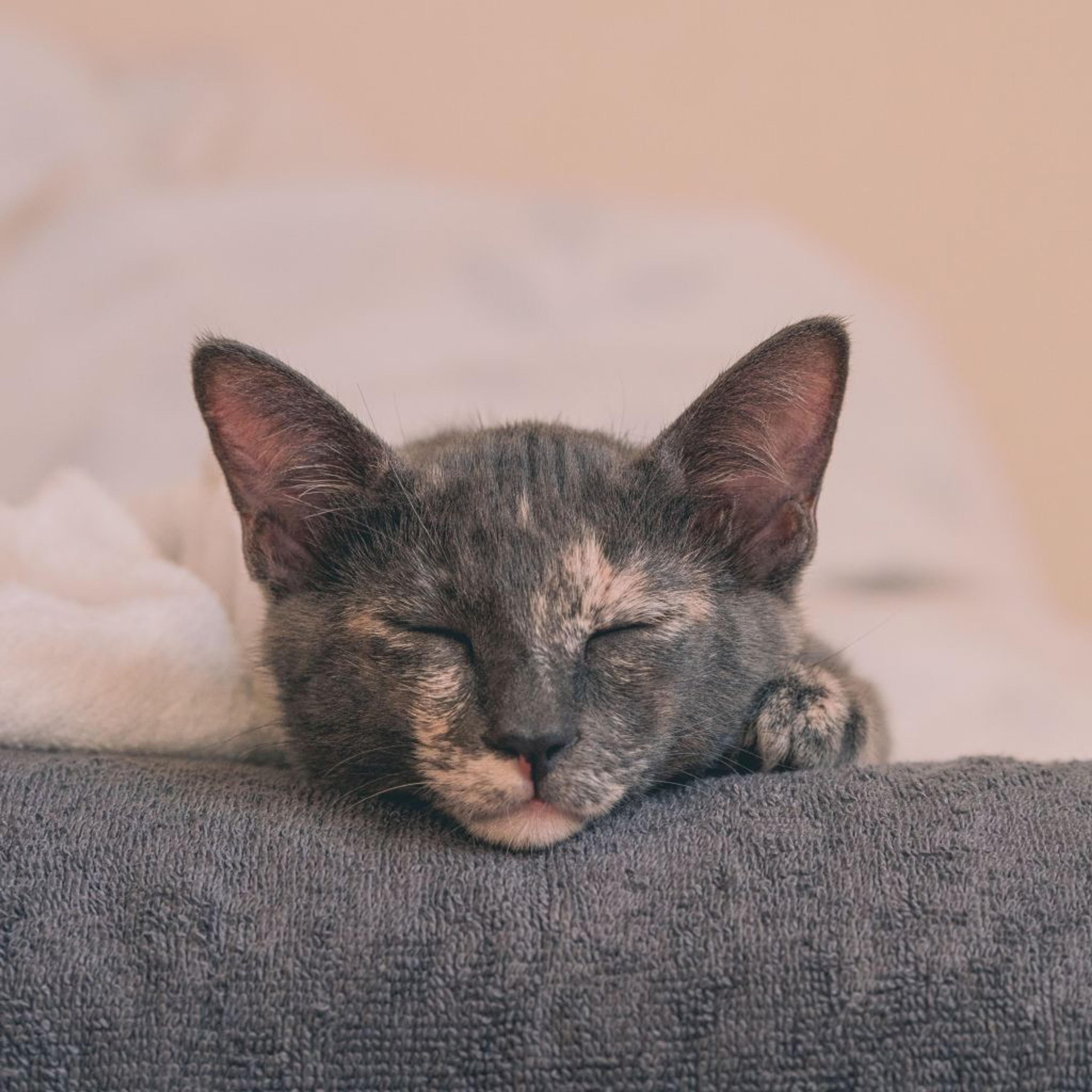pet-image-4