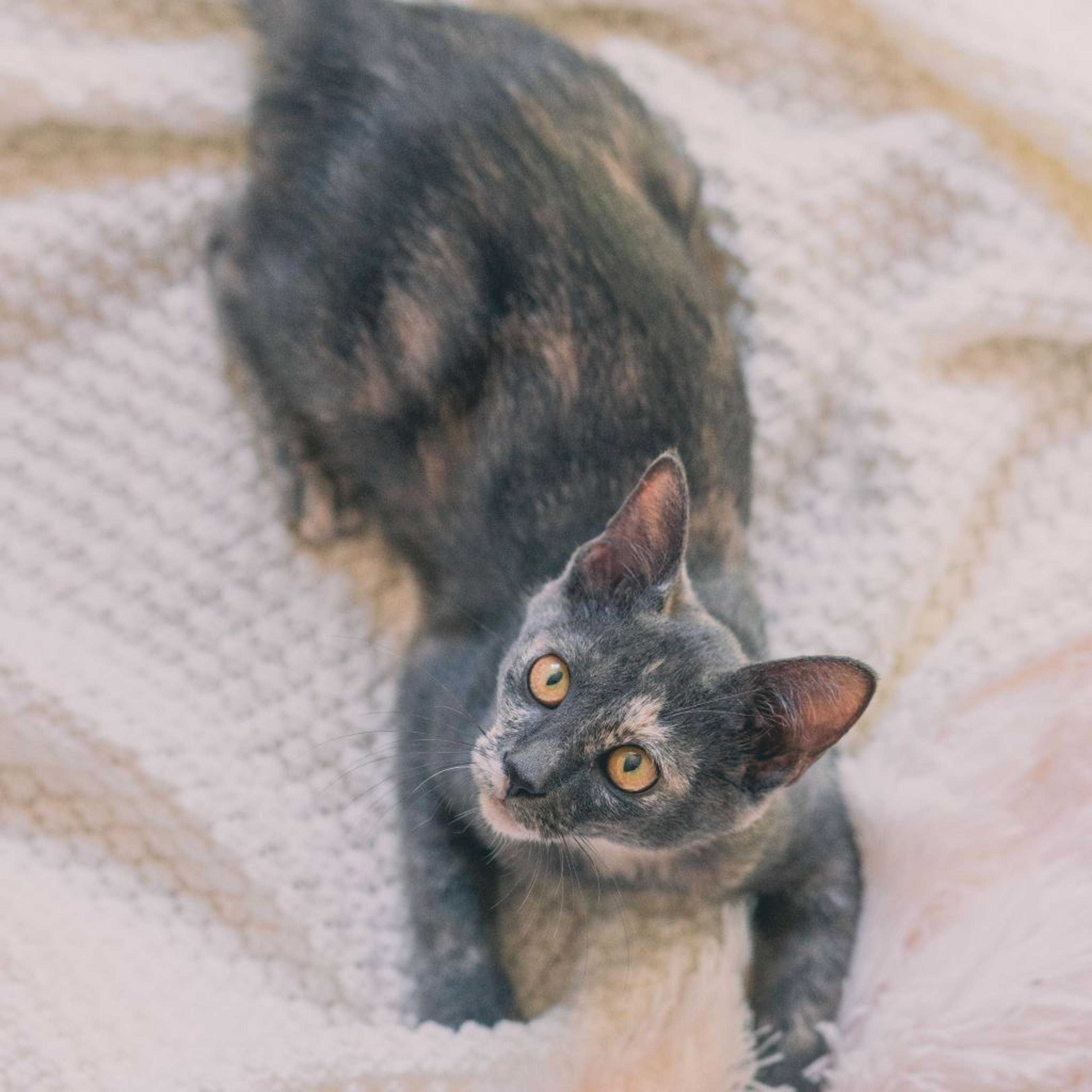 pet-image-5