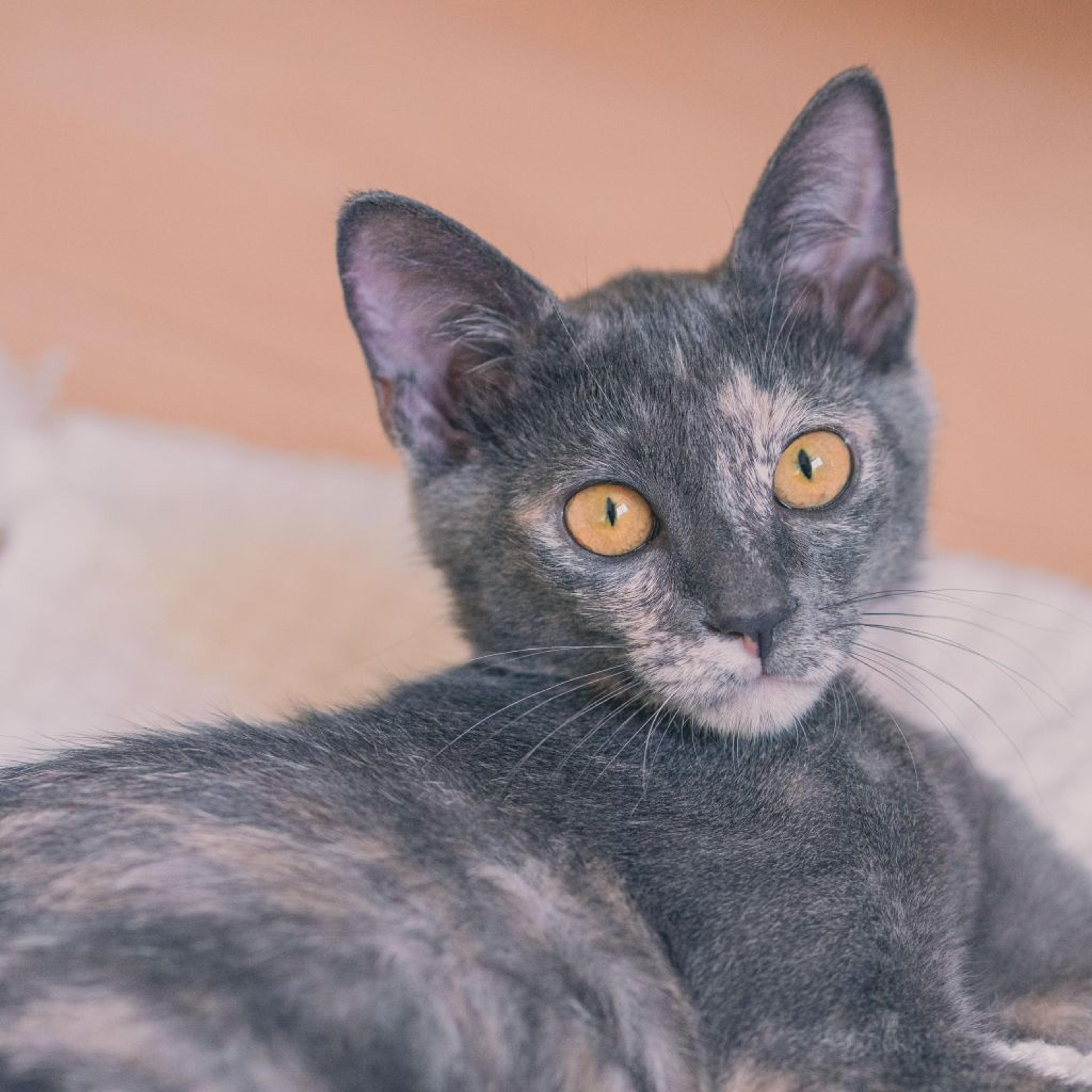 pet-image-7