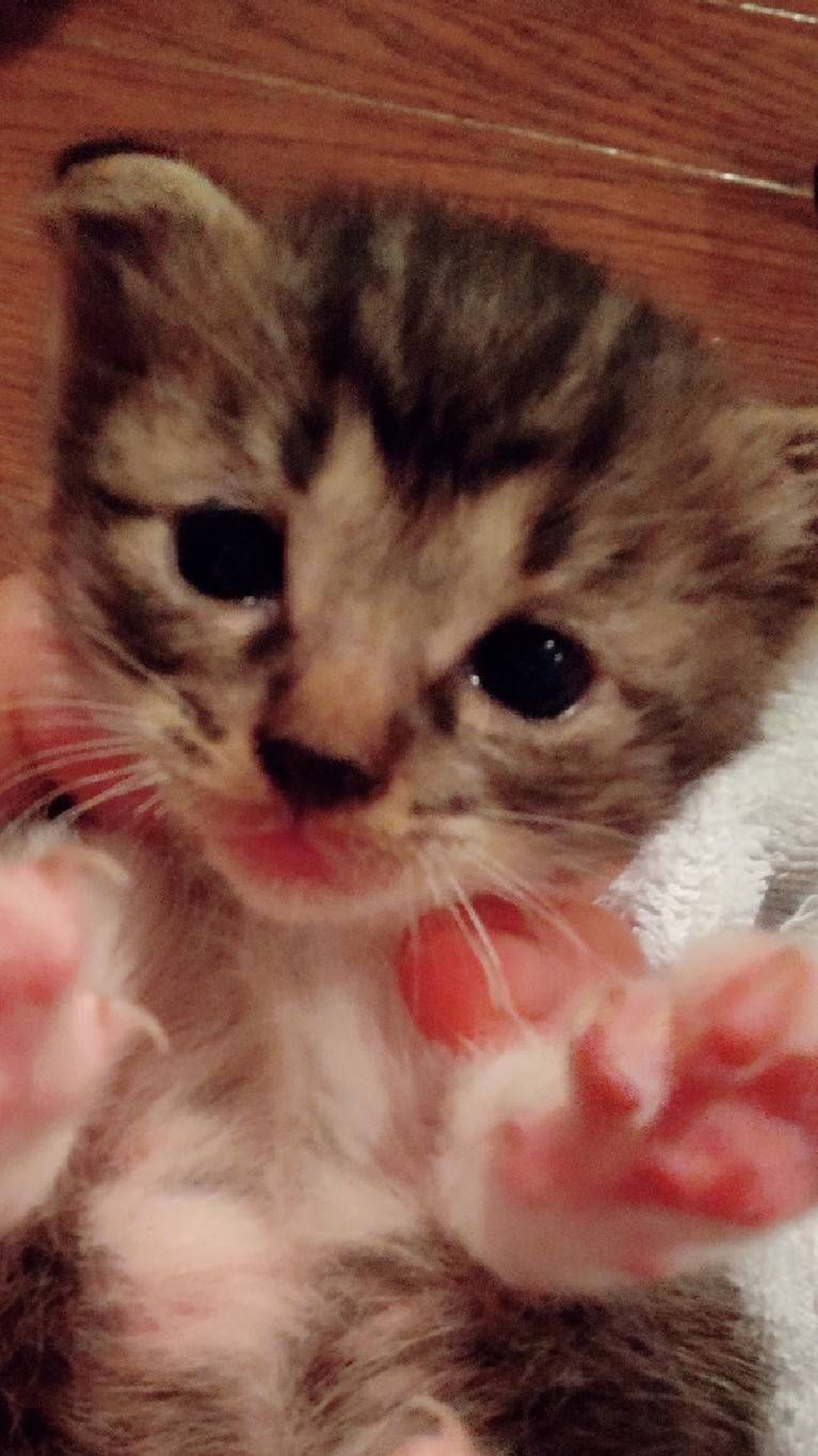 雑種（ミックス猫）・メスの里親募集の写真