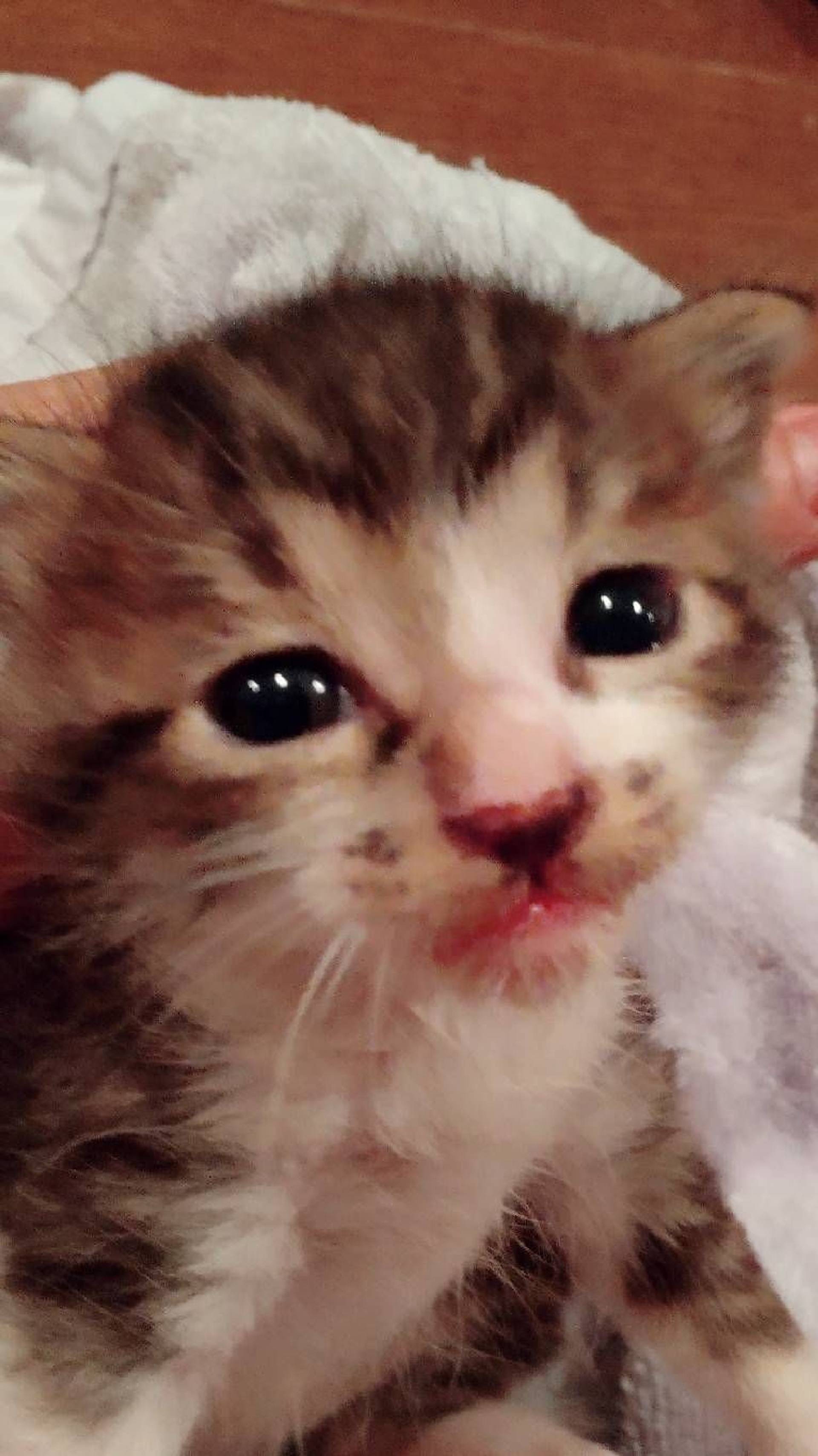 雑種（ミックス猫）・オスの里親募集の写真