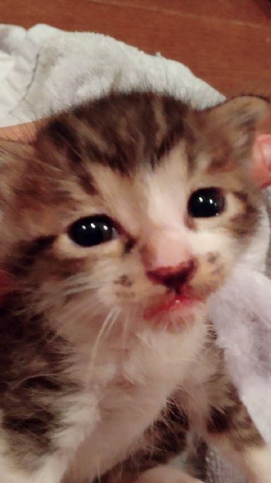 ミニラの写真
