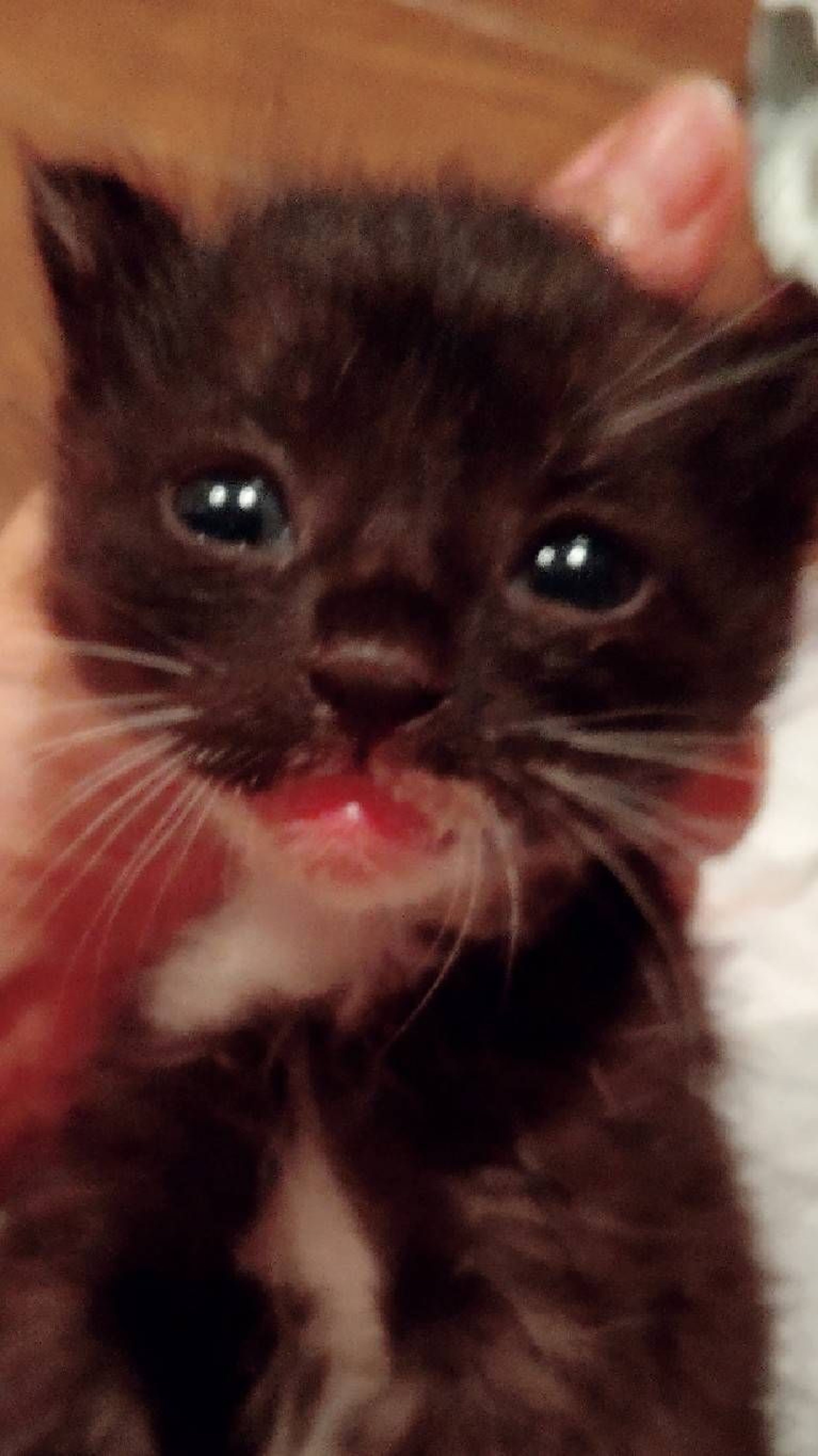 雑種（ミックス猫）・メスの里親募集の写真