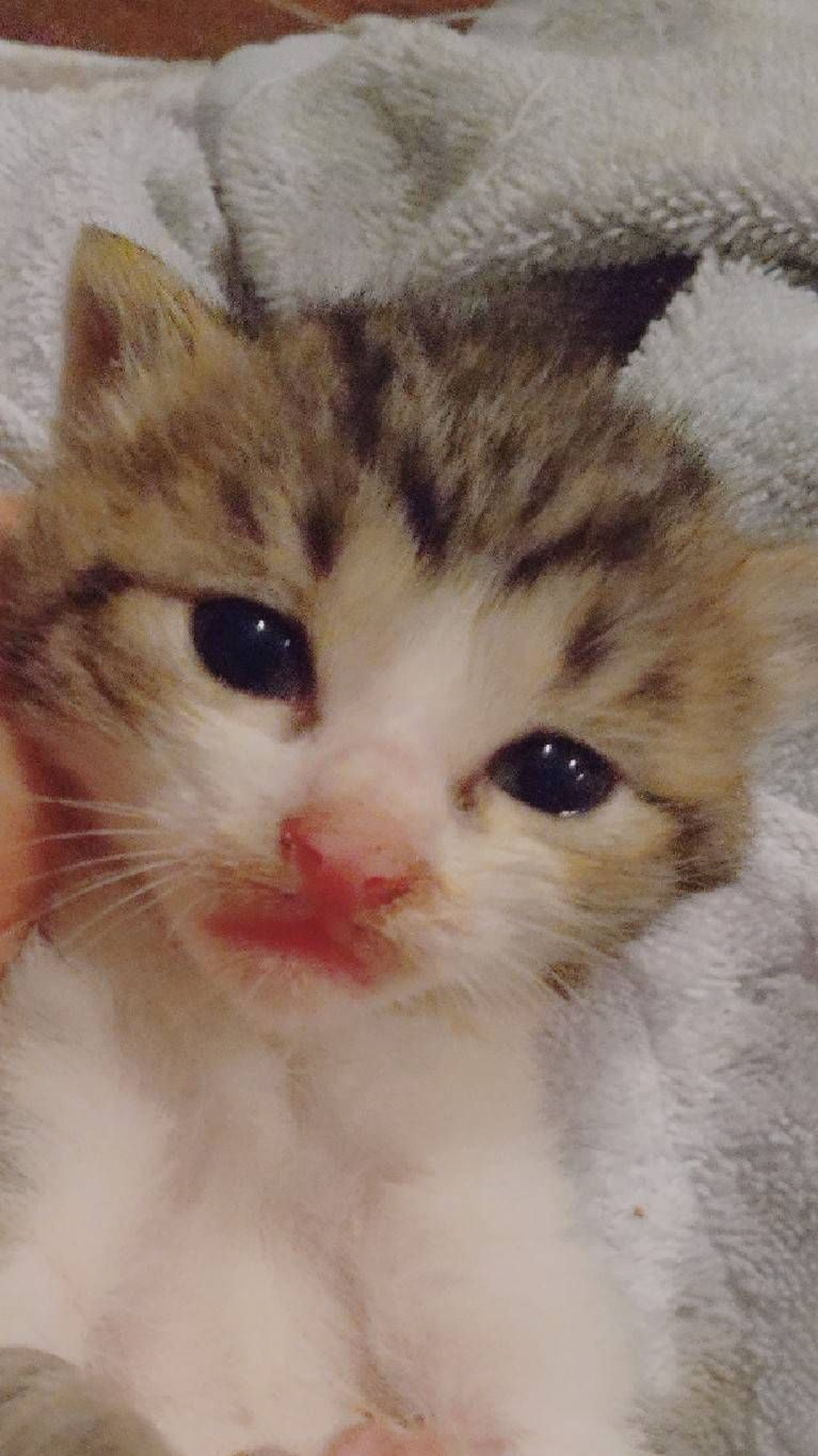 雑種（ミックス猫）・オスの里親募集の写真