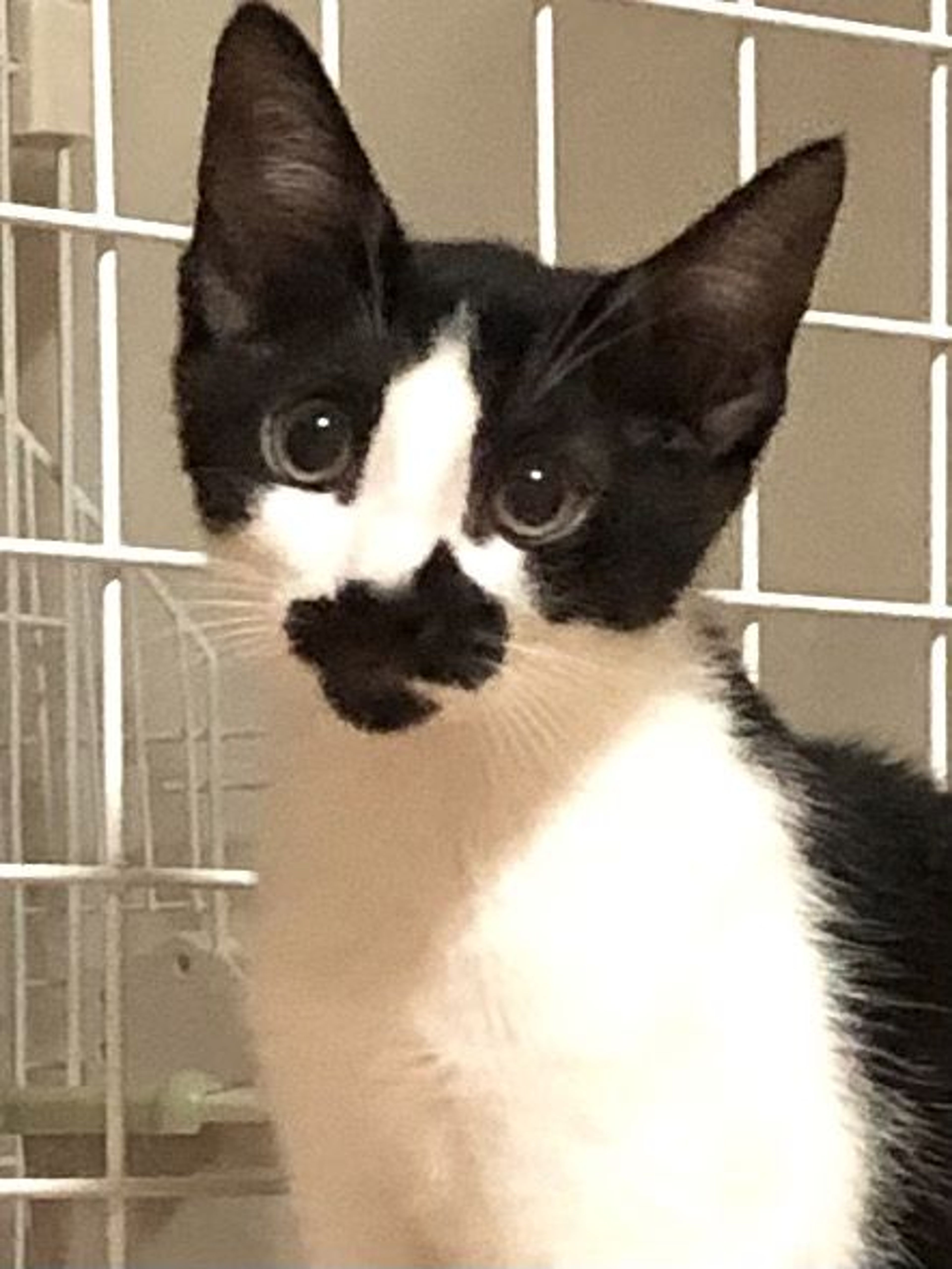 雑種（ミックス猫）・メスの里親募集の写真