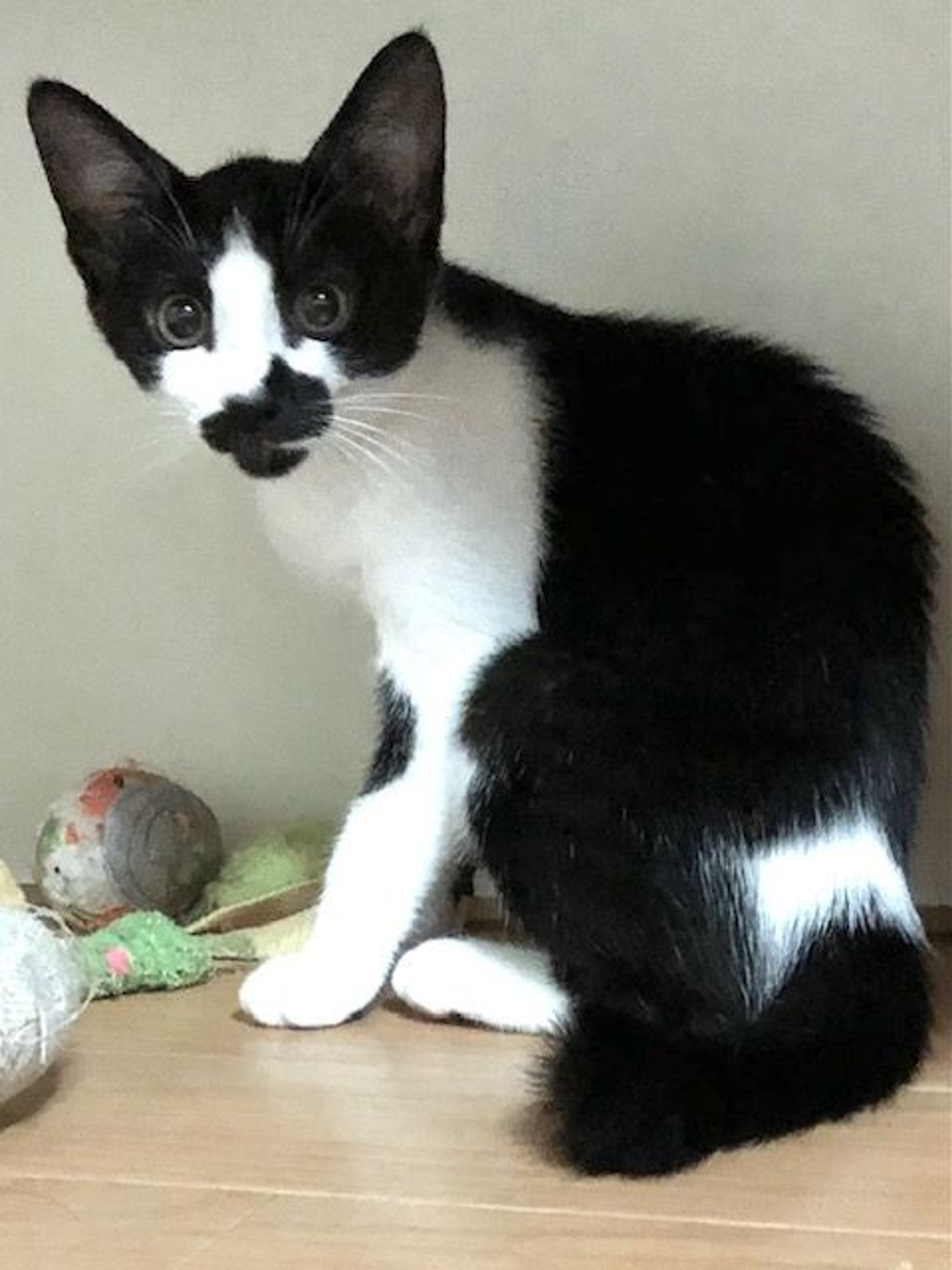 pet-image-2