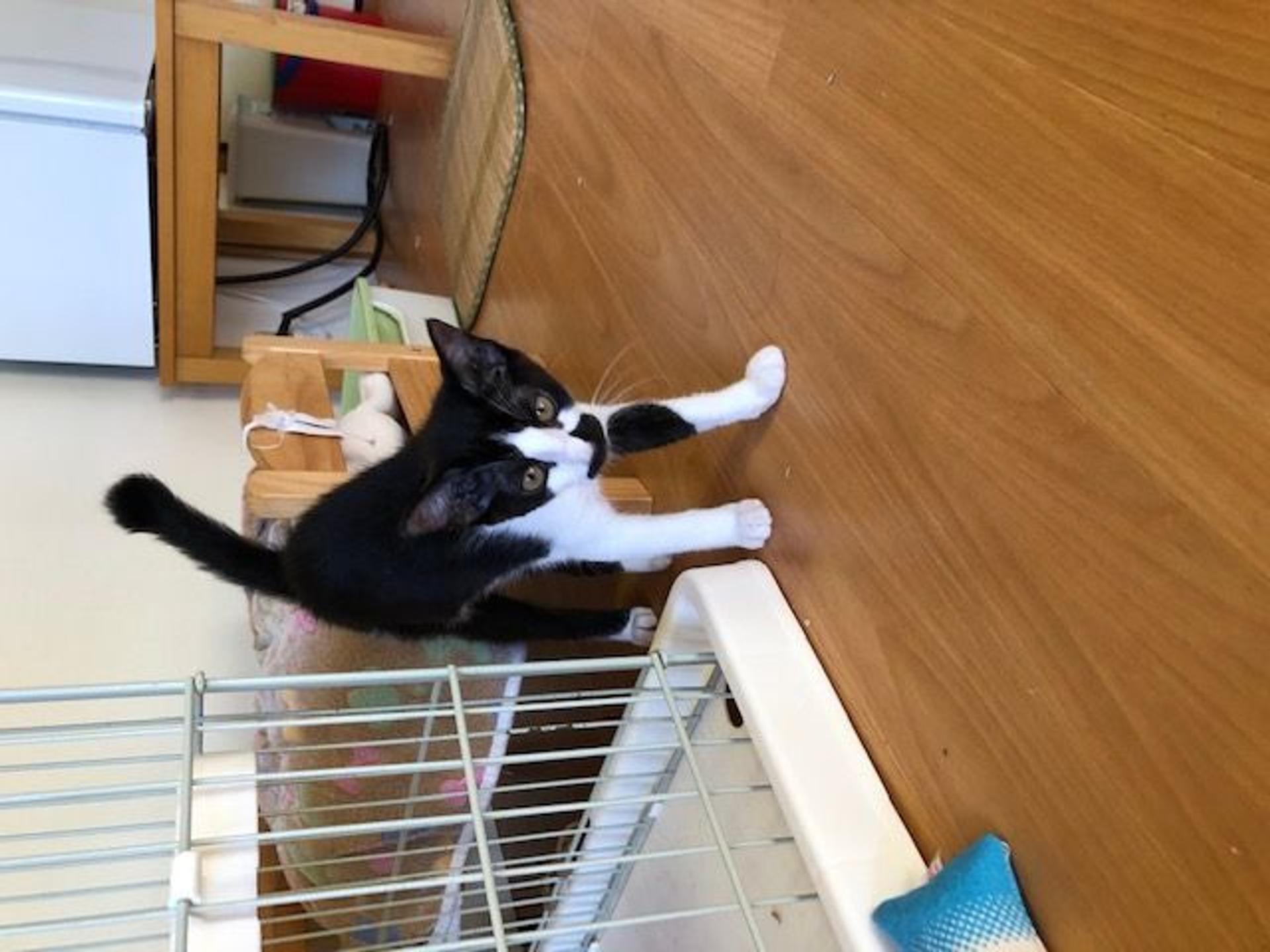 pet-image-4