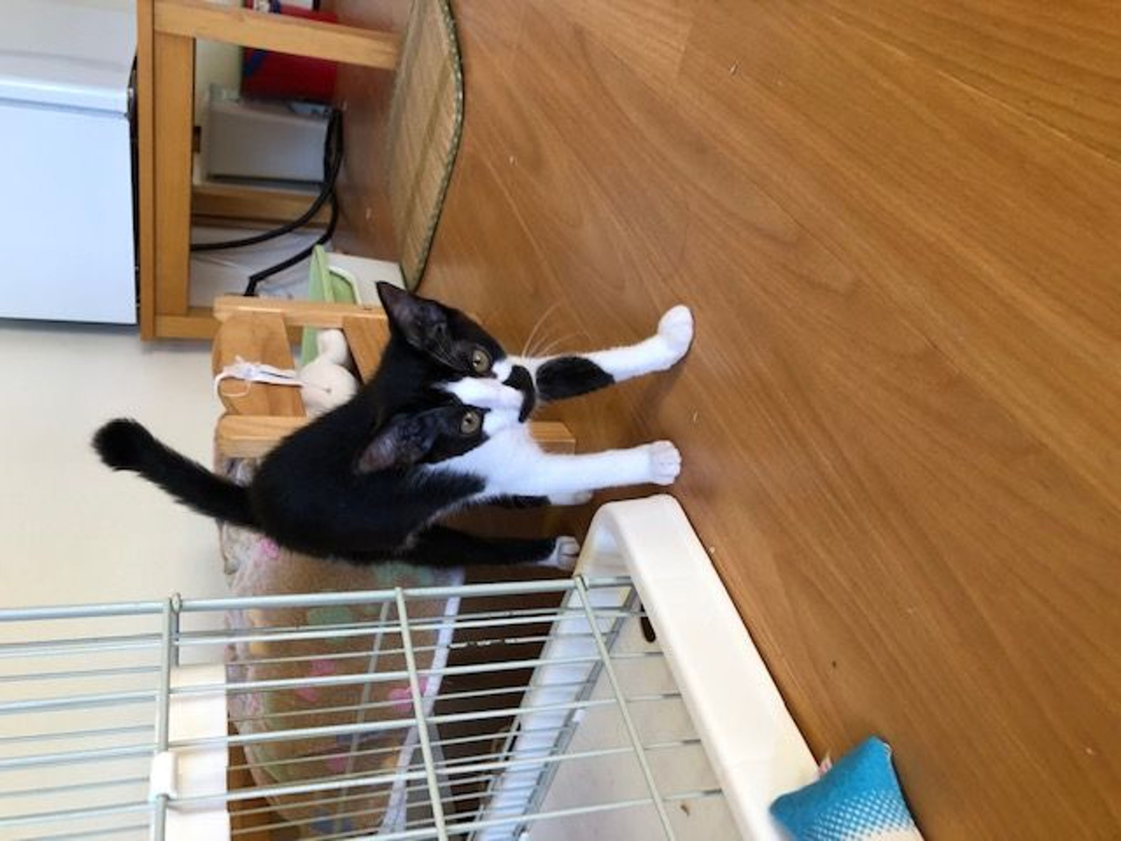 pet-image-4