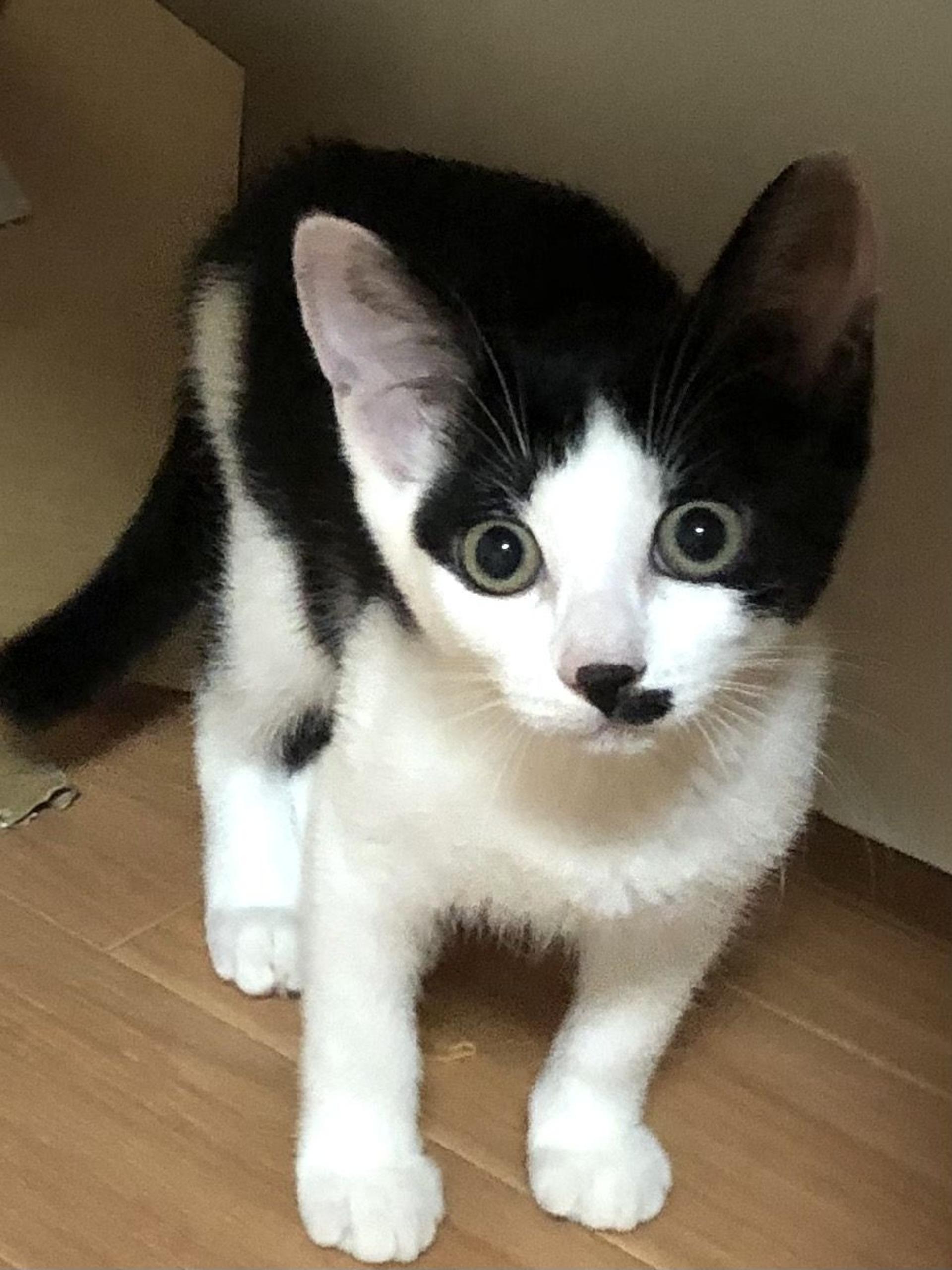 pet-image-3