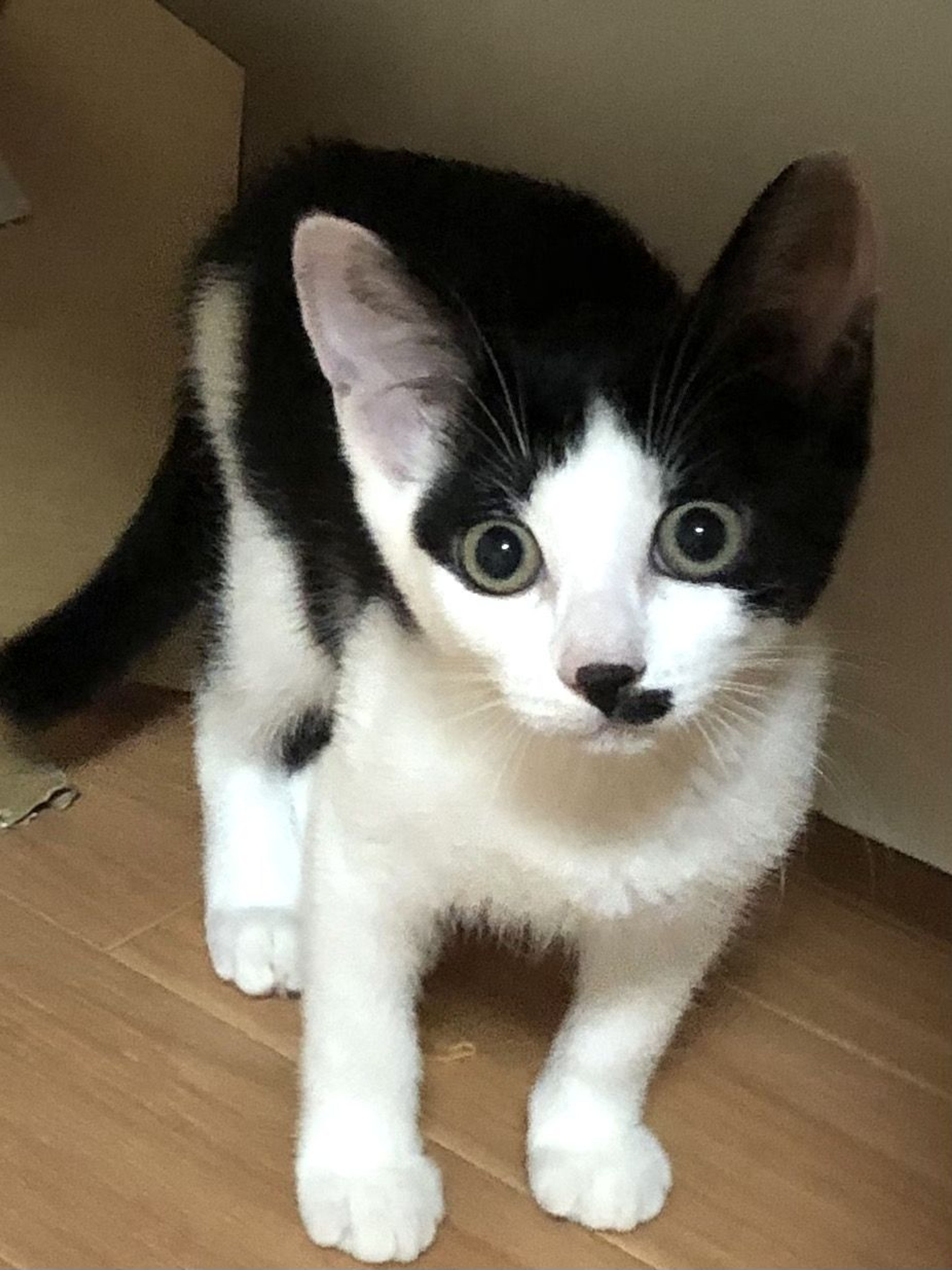 pet-image-3