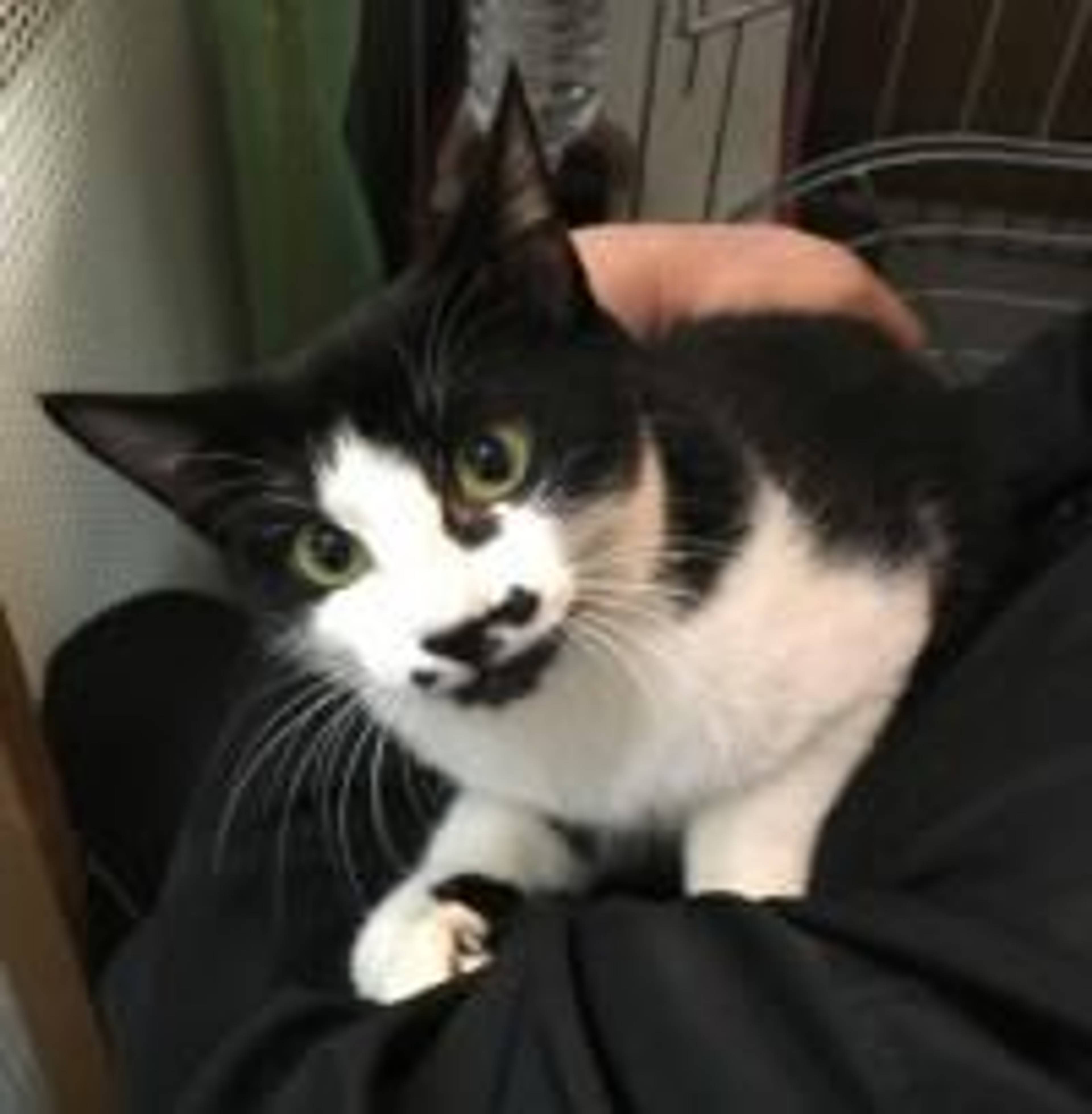雑種（ミックス猫）・メスの里親募集の写真