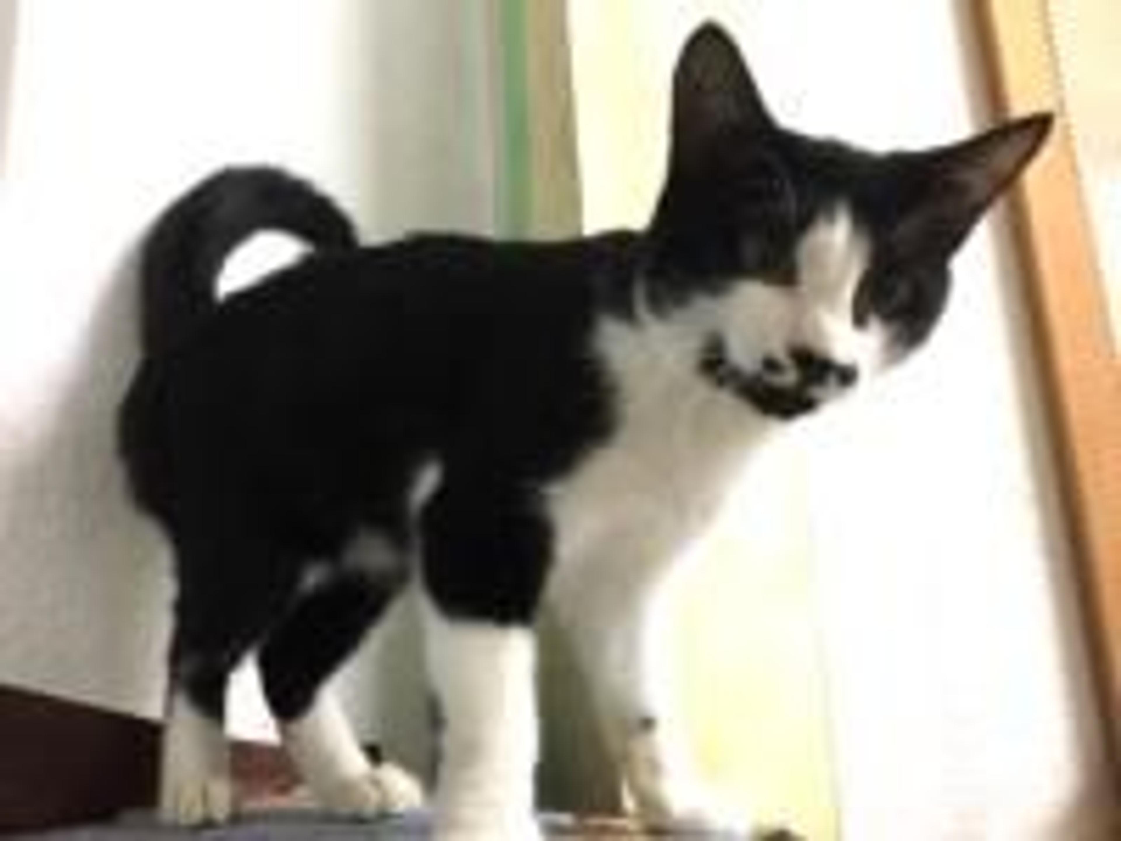 pet-image-2