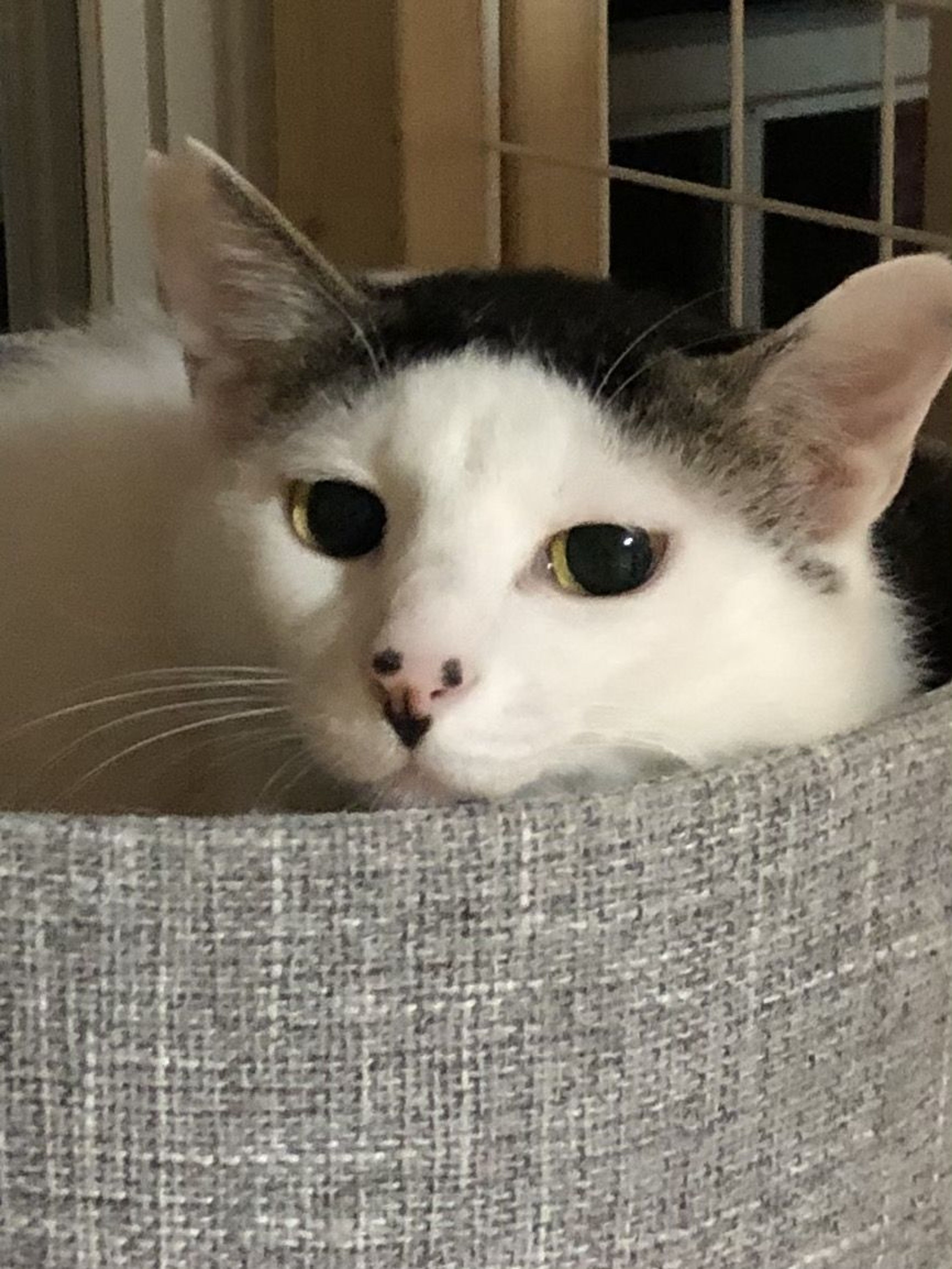 雑種（ミックス猫）・オスの里親募集の写真