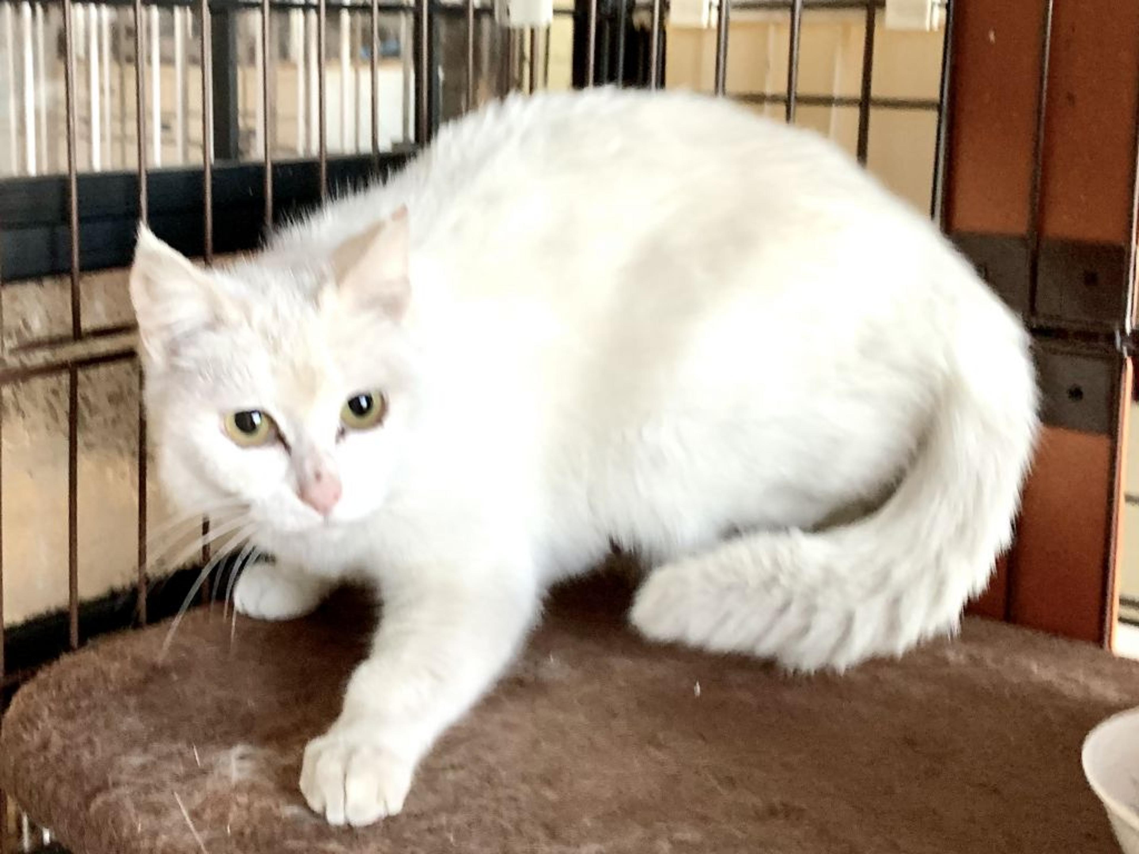 pet-image-2