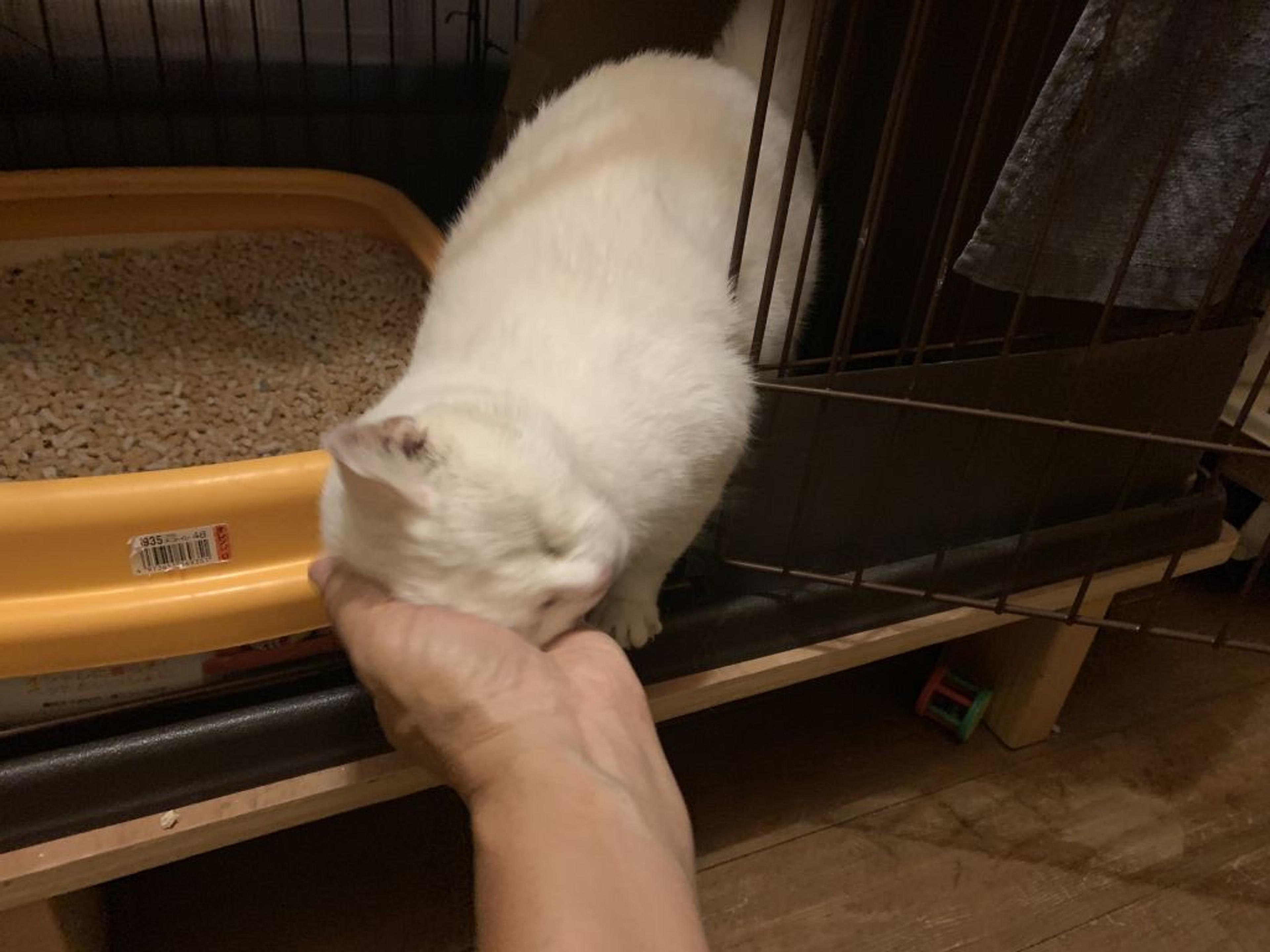 pet-image-3