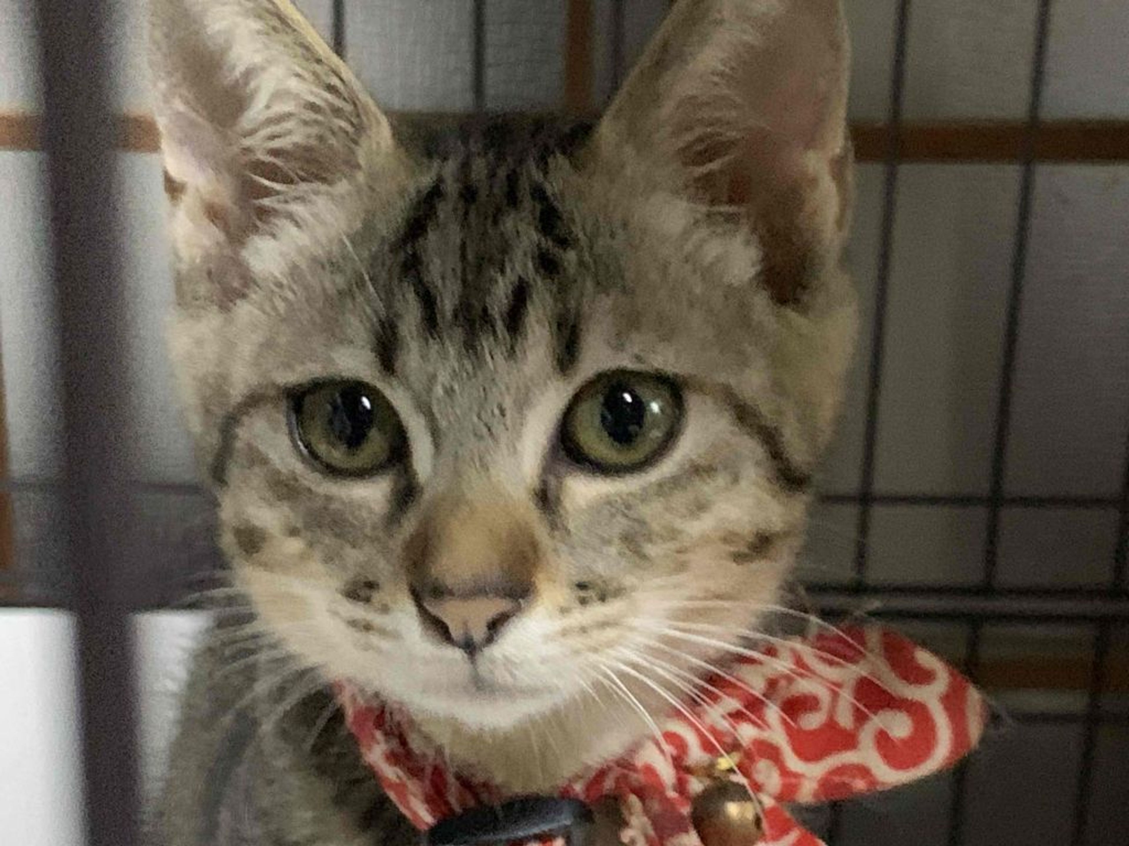雑種（ミックス猫）・オスの里親募集の写真