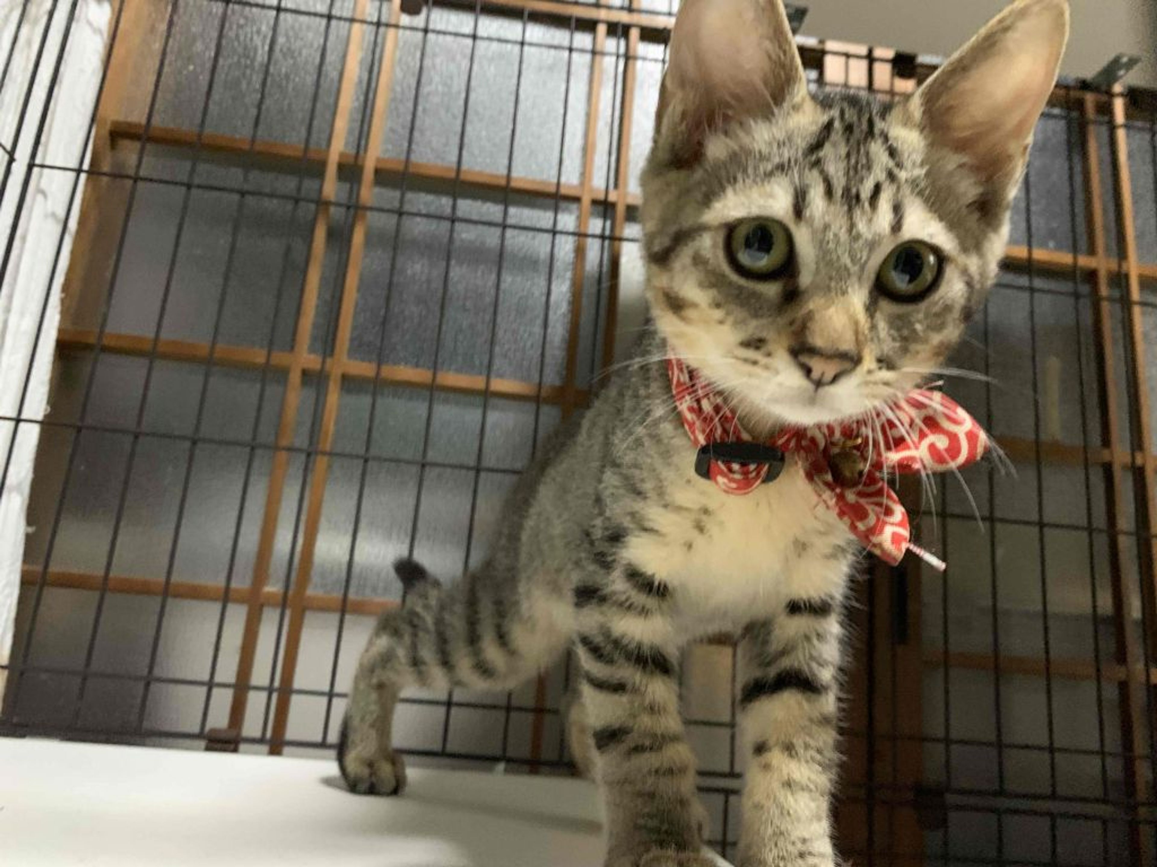 雑種（ミックス猫）・オスの里親募集の写真