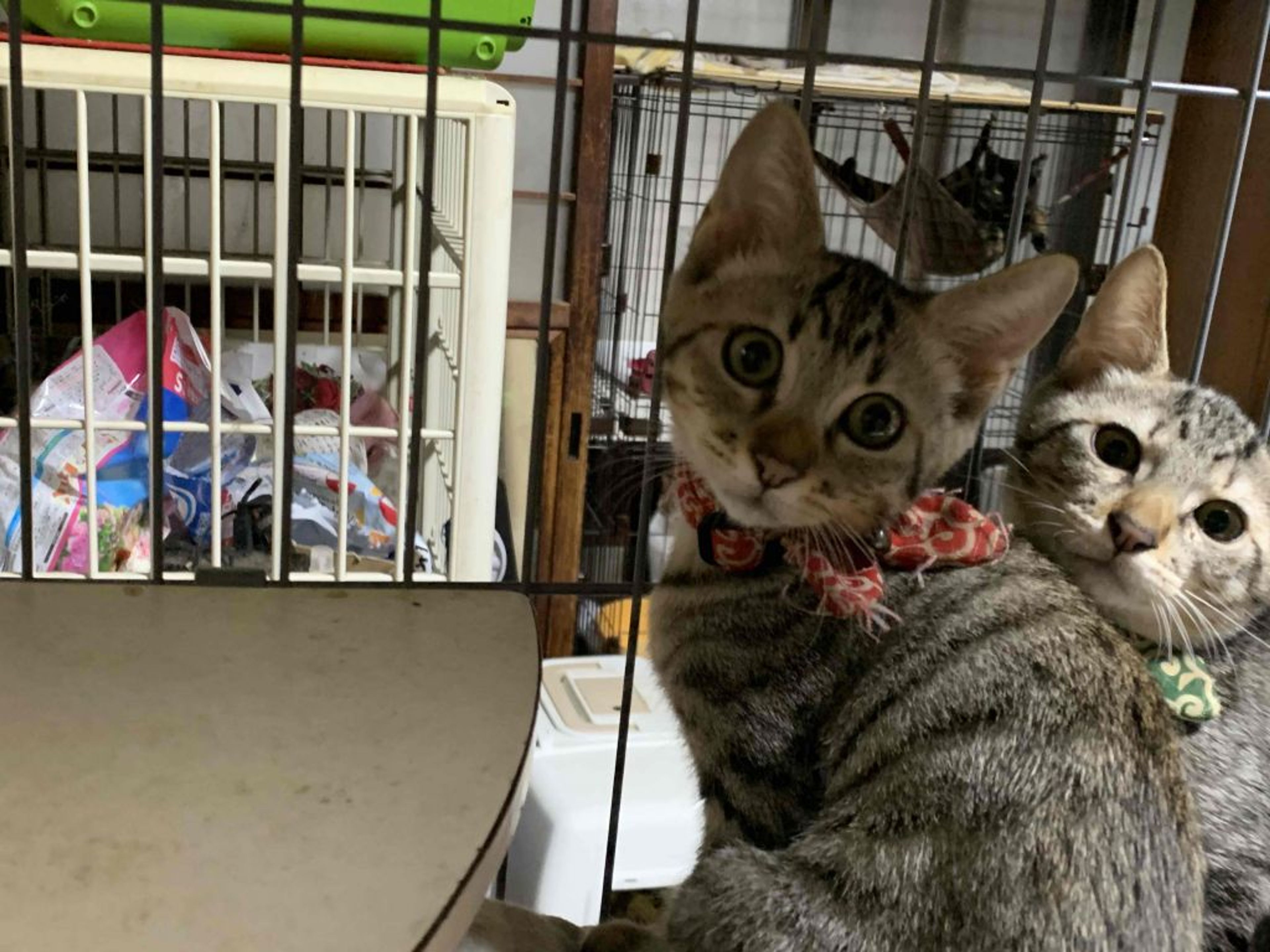 pet-image-3