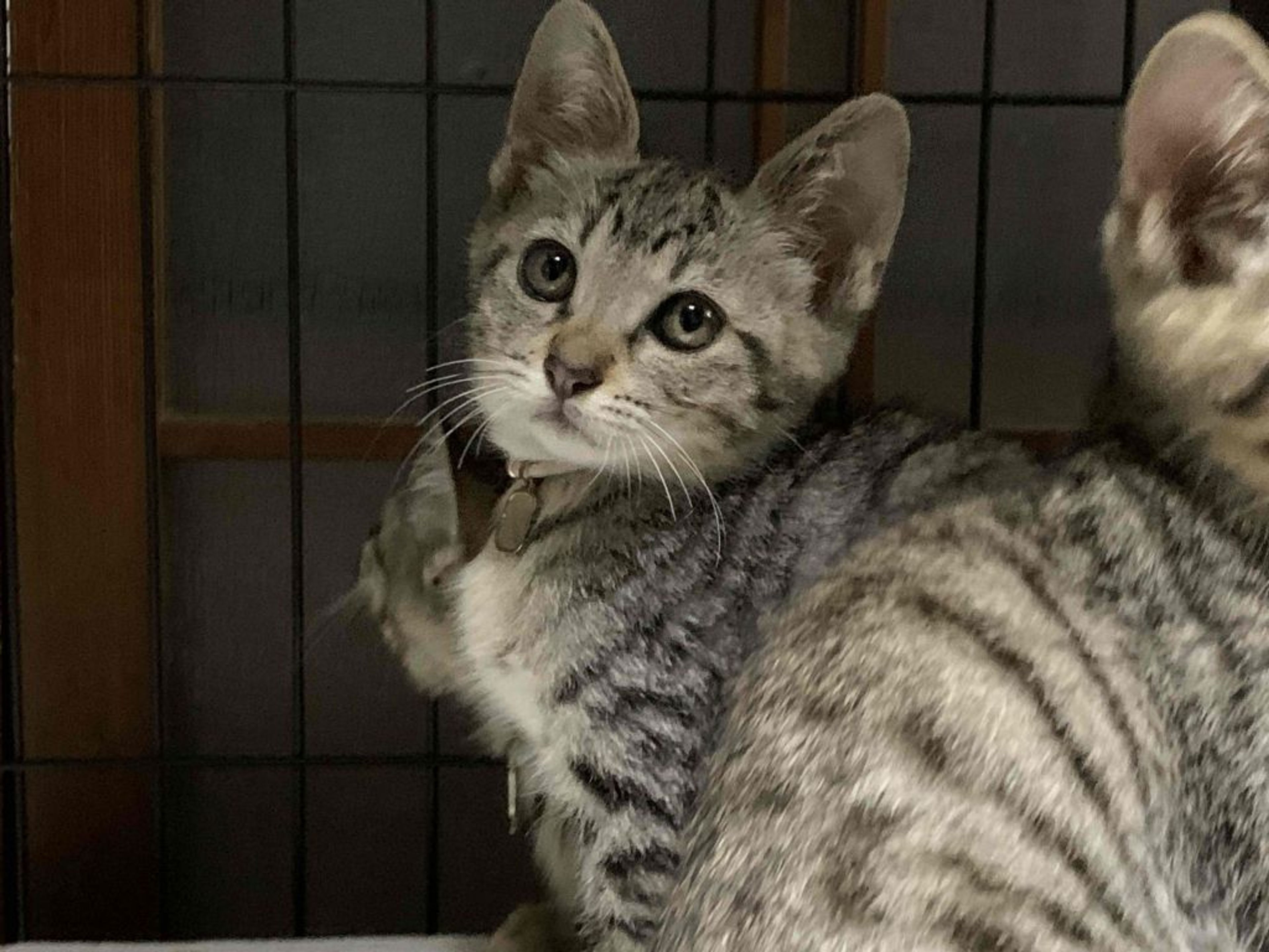 雑種（ミックス猫）・メスの里親募集の写真