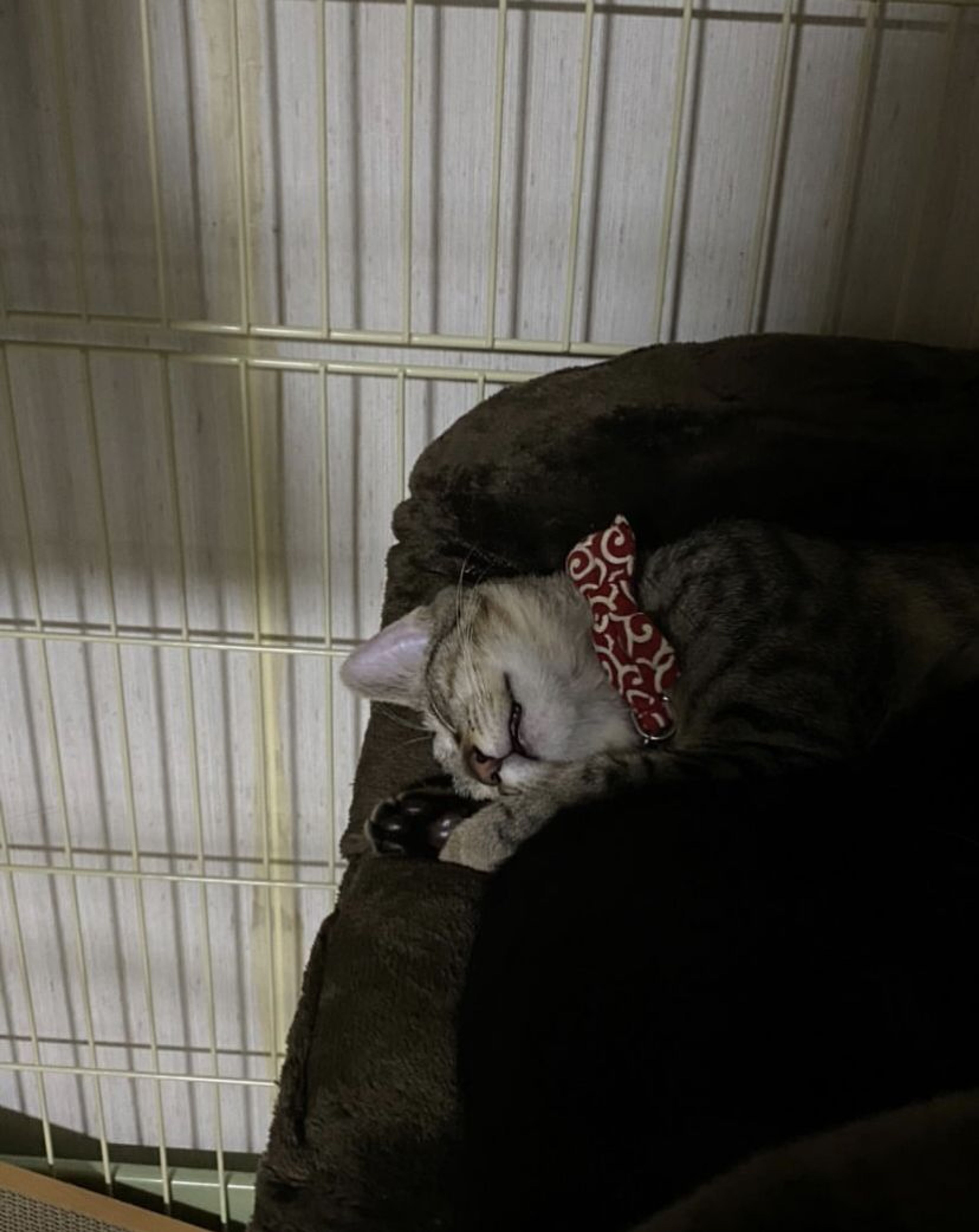 pet-image-3