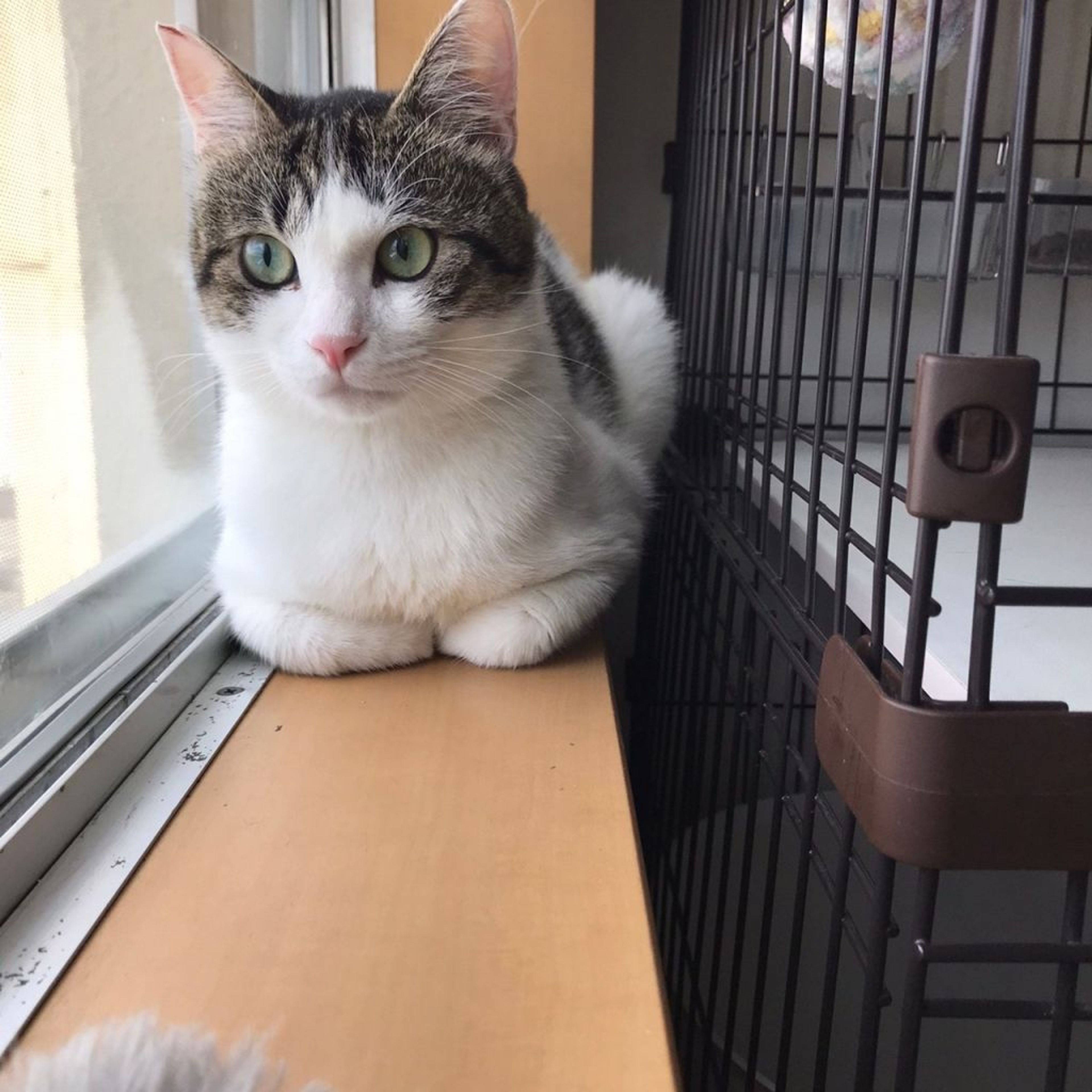 雑種（ミックス猫）・オスの里親募集の写真