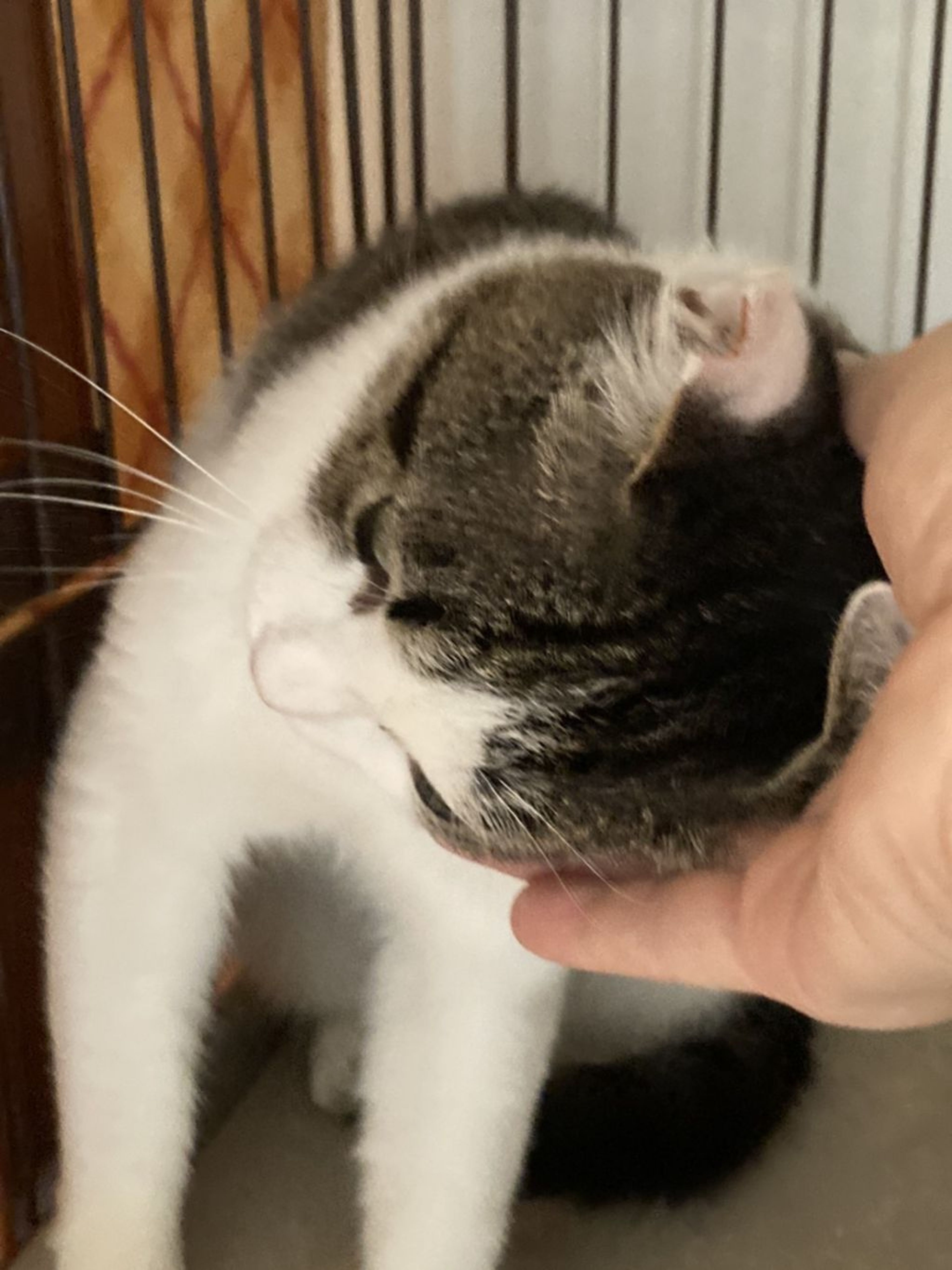 pet-image-3