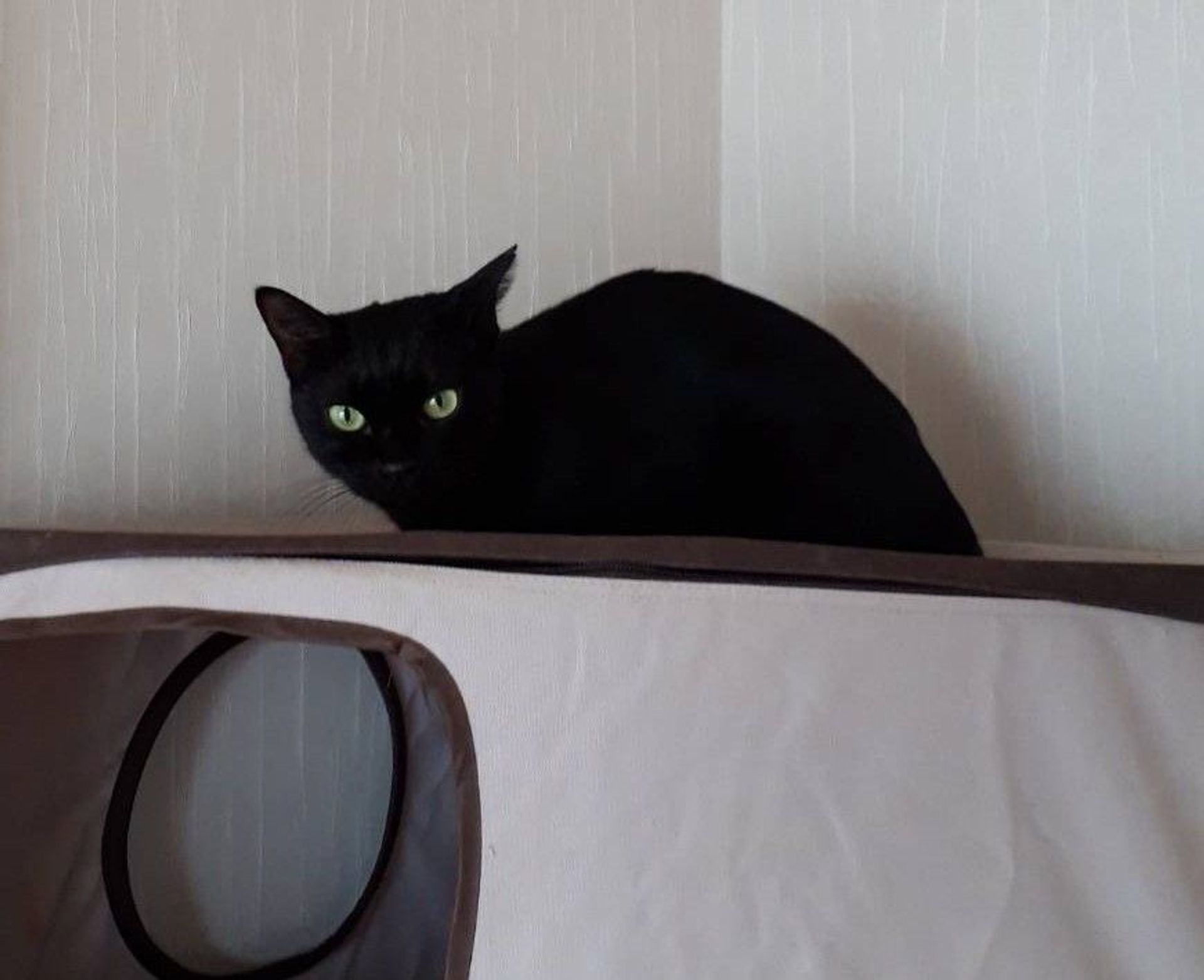 雑種（ミックス猫）・メスの里親募集の写真