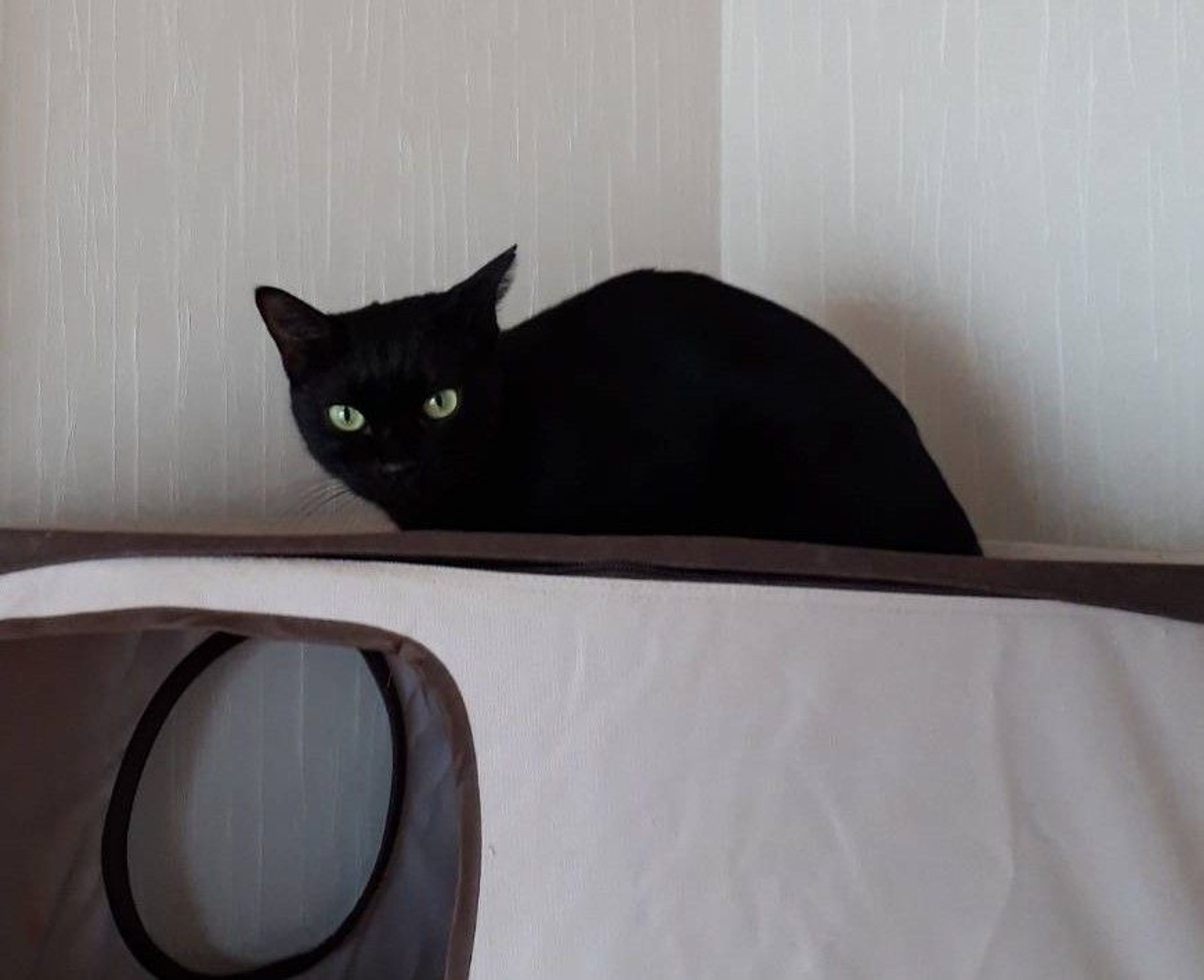 雑種（ミックス猫）・メスの里親募集の写真