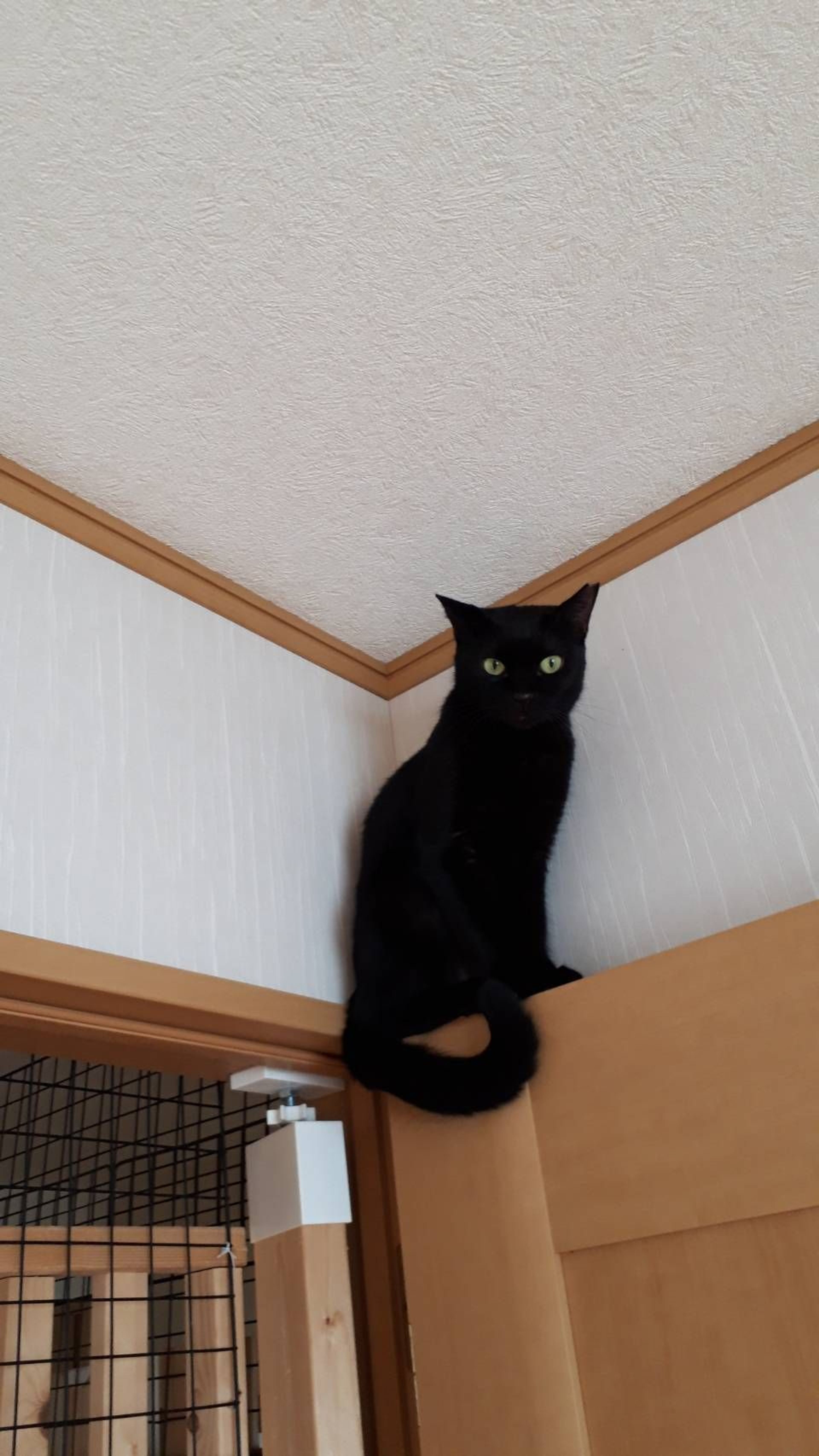 pet-image-2