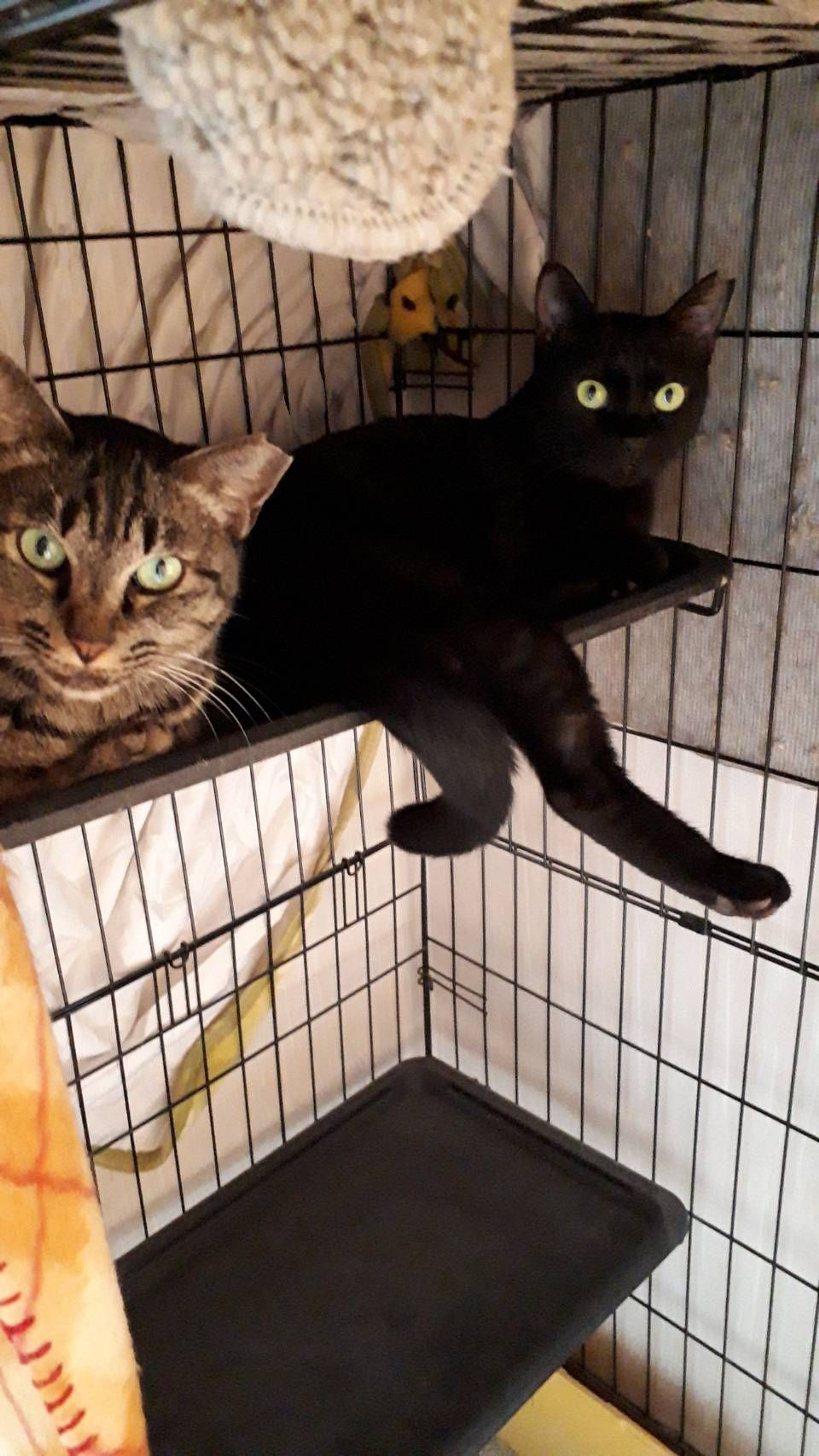 pet-image-3