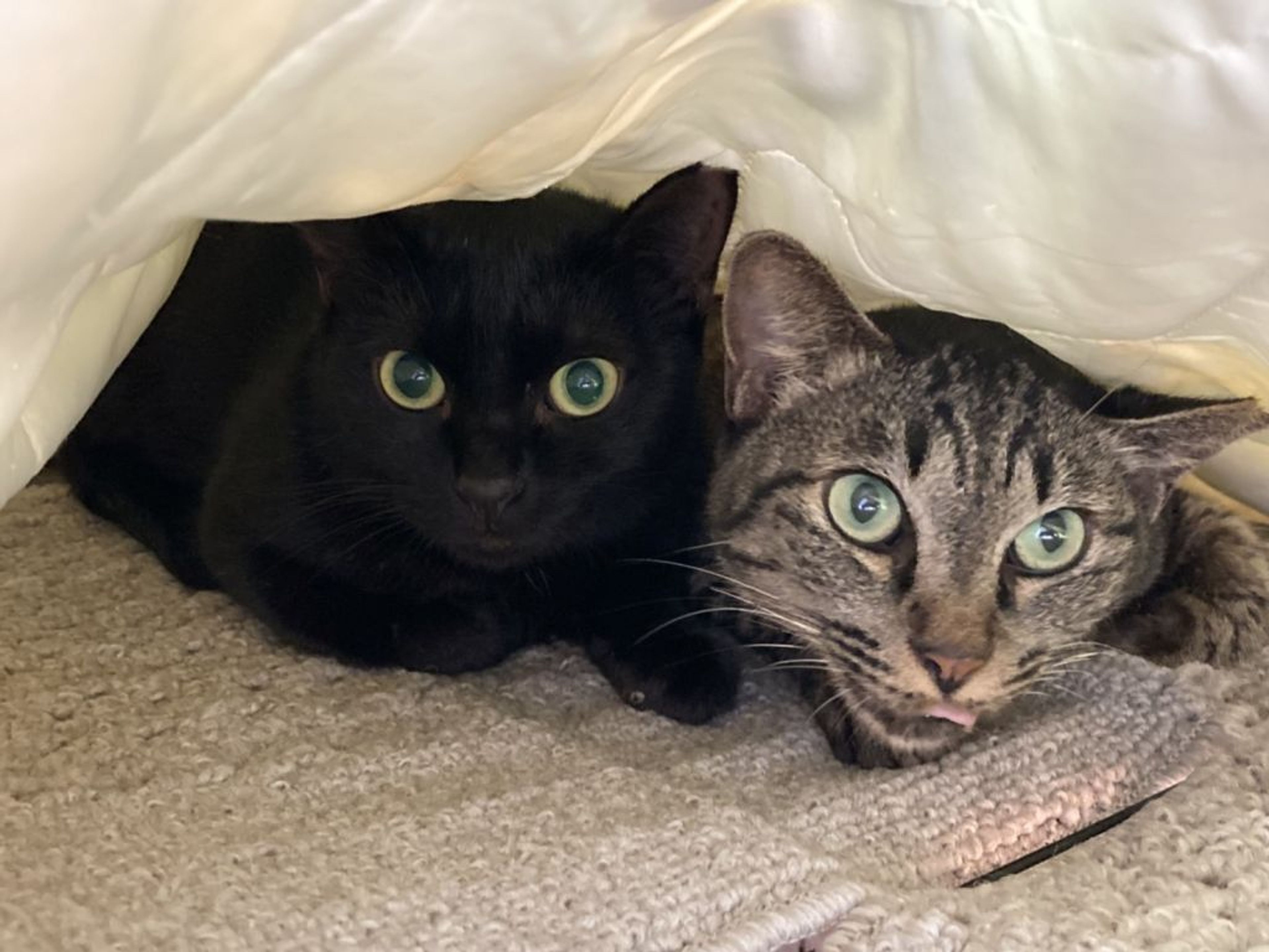 pet-image-4