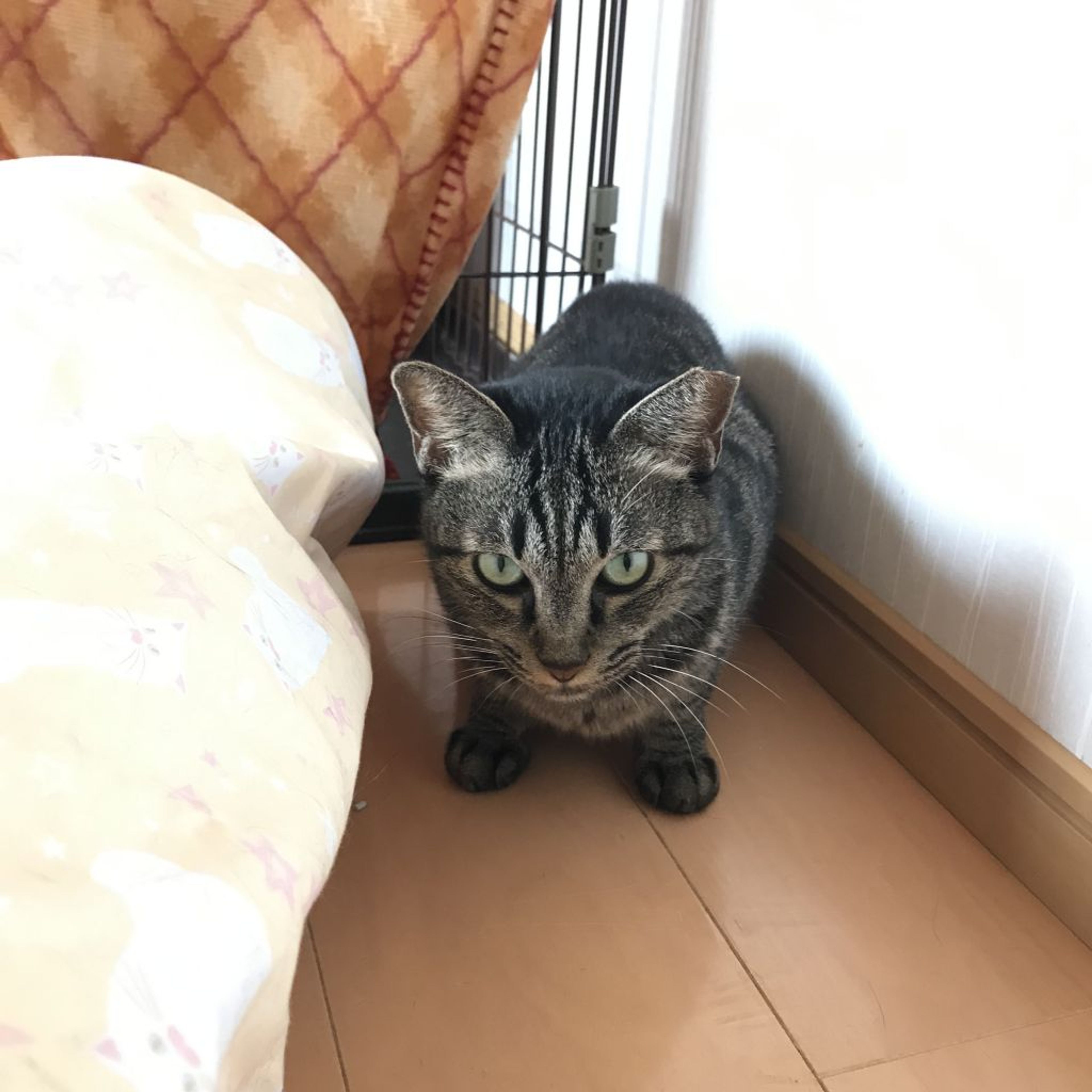 pet-image-9