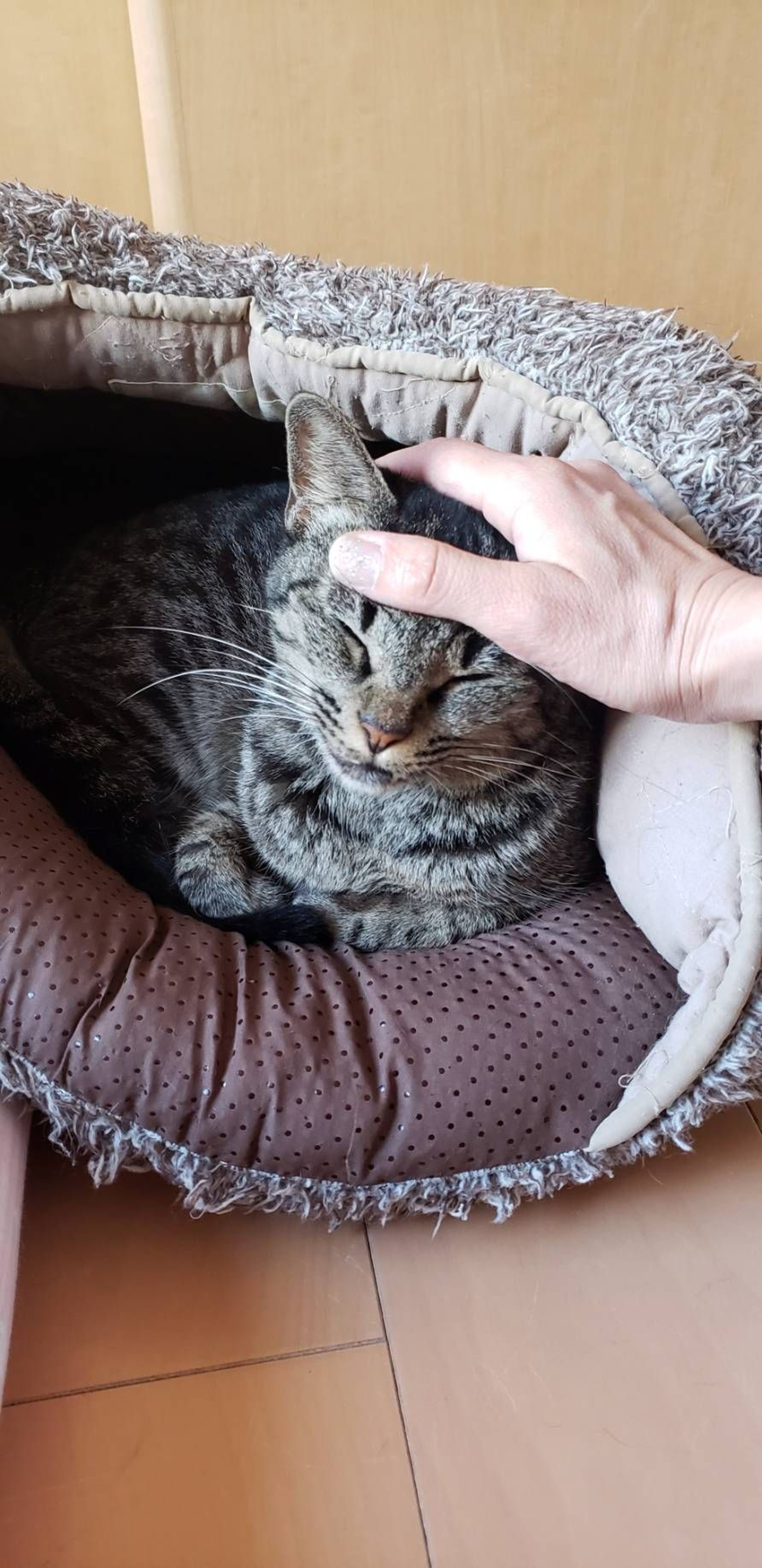 雑種（ミックス猫）・メスの里親募集の写真