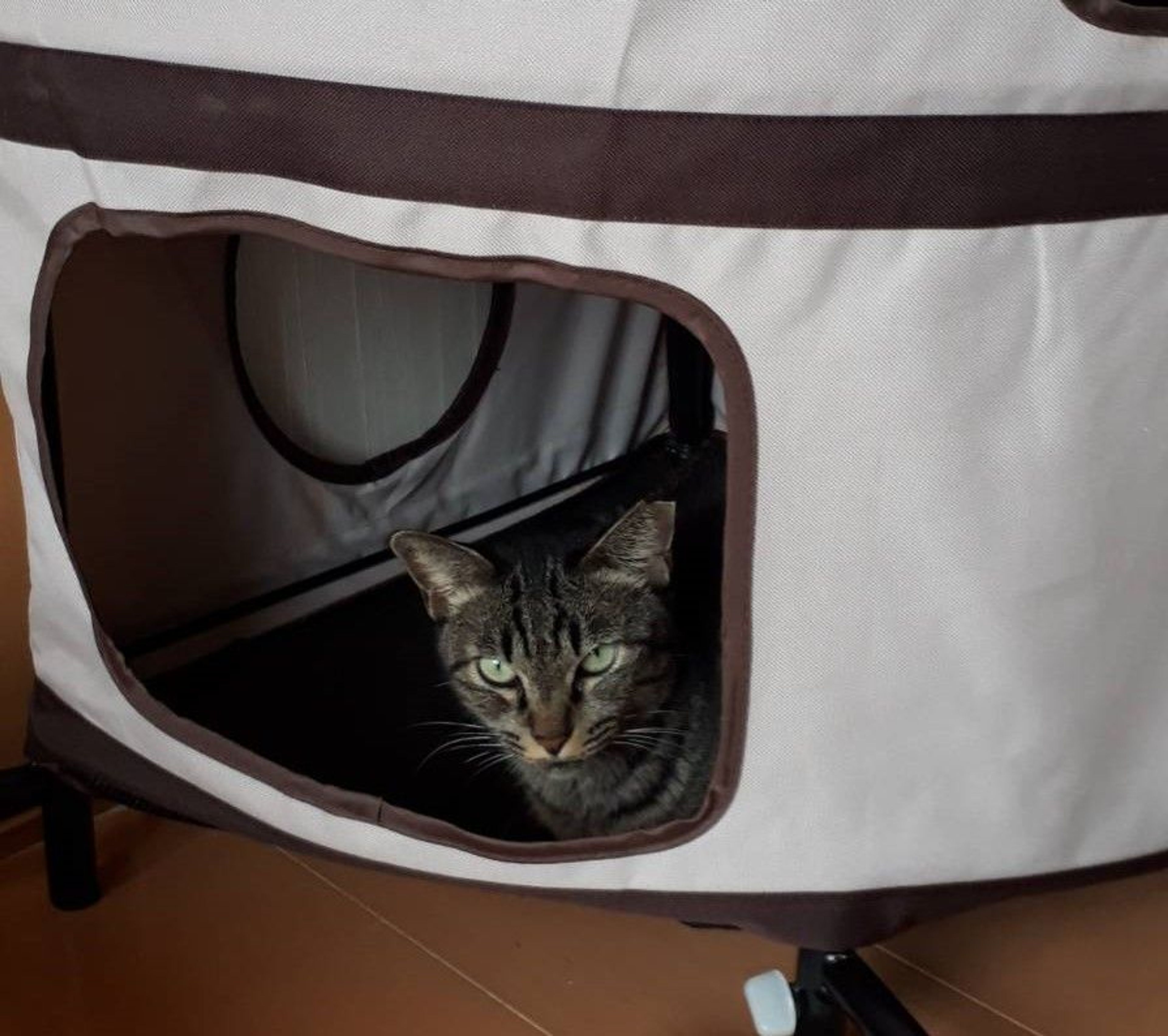 pet-image-6