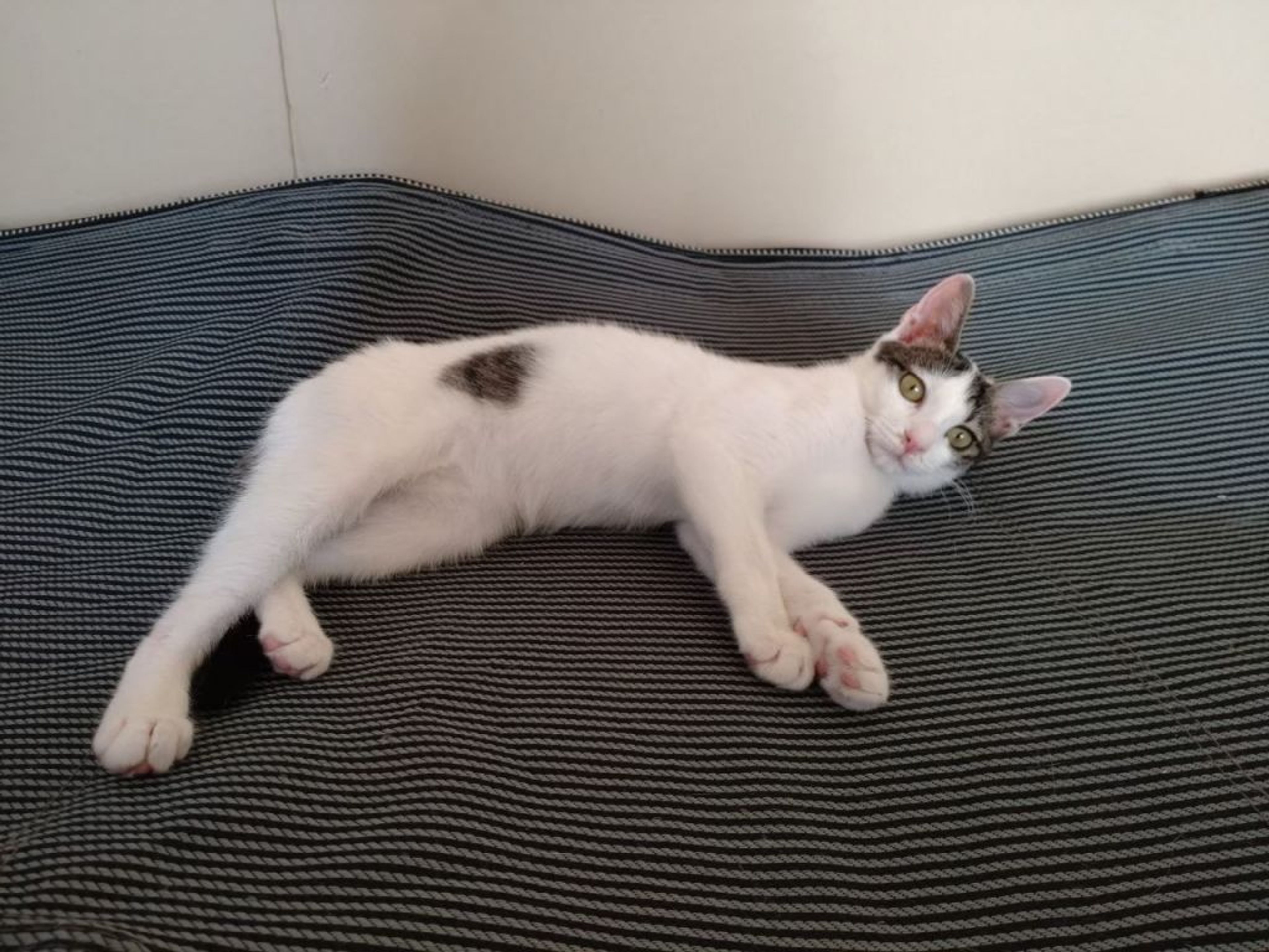 雑種（ミックス猫）・メスの里親募集の写真