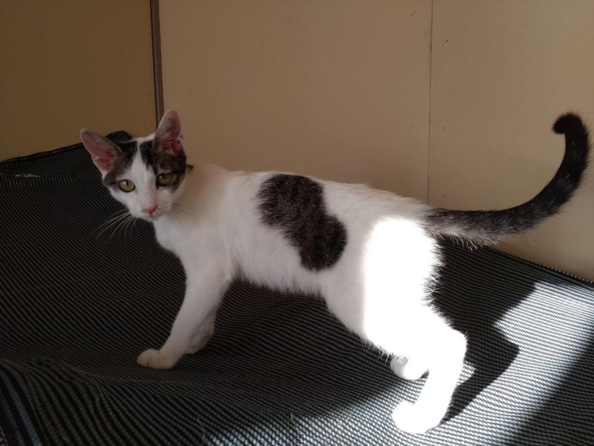 pet-image-2