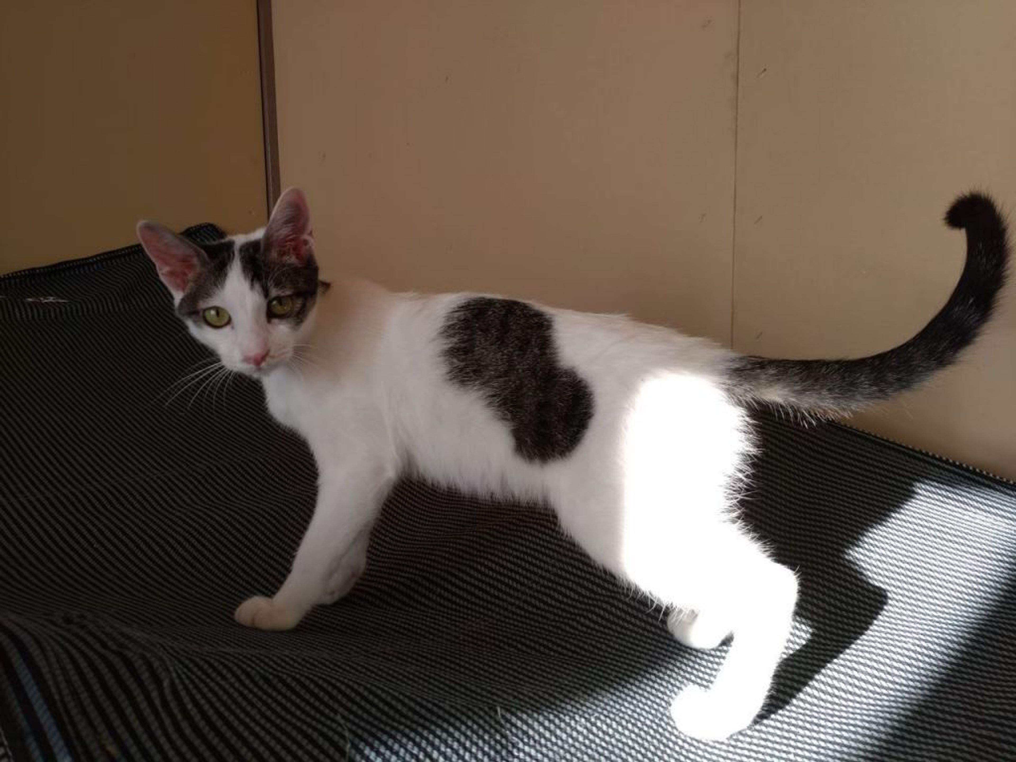 pet-image-2