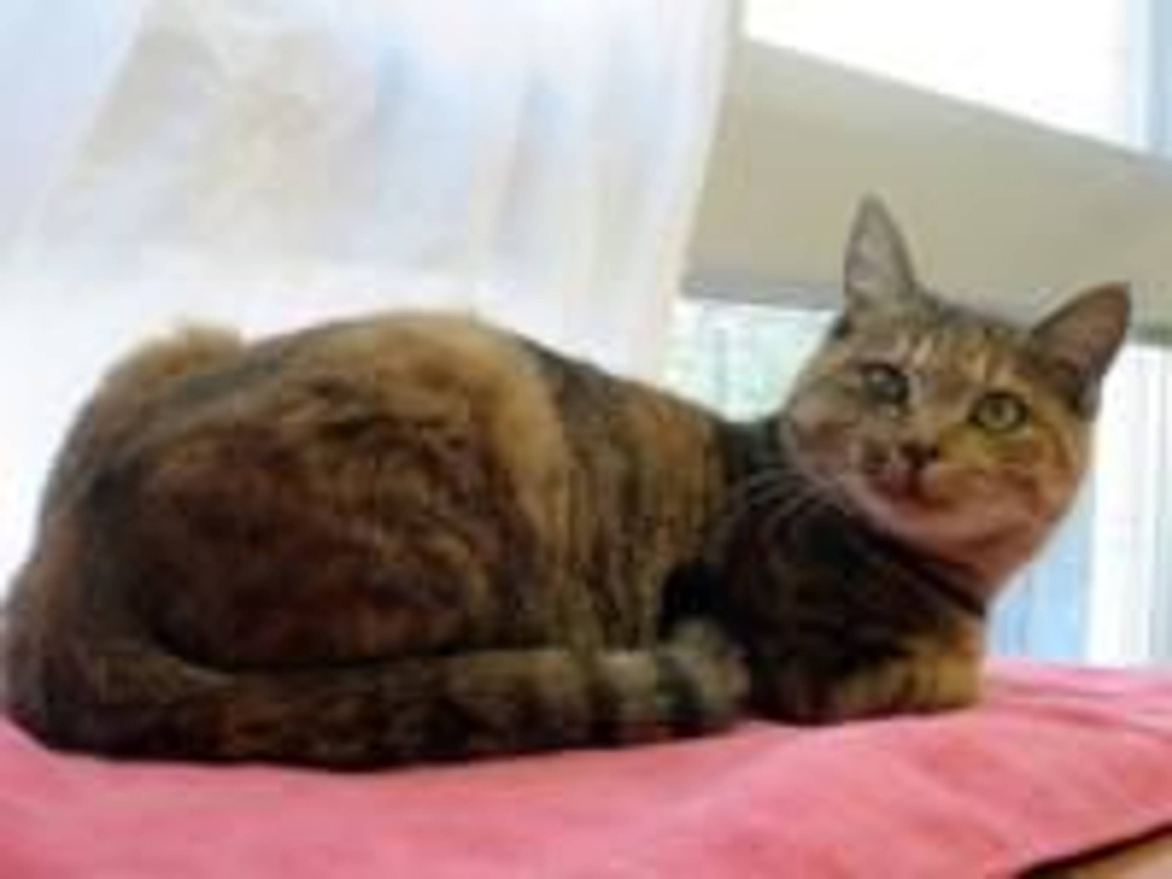 雑種（ミックス猫）・メスの里親募集の写真