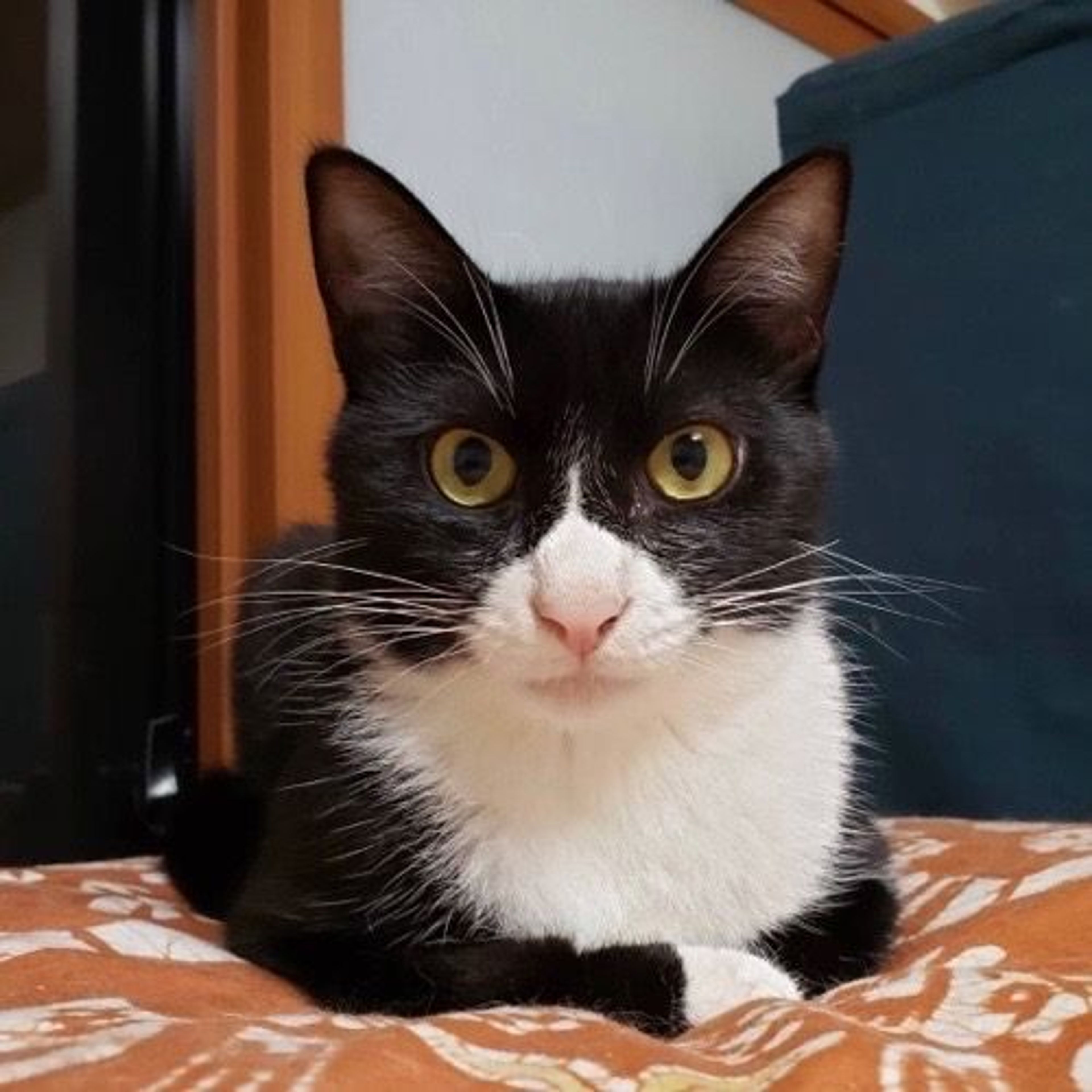 pet-image-2