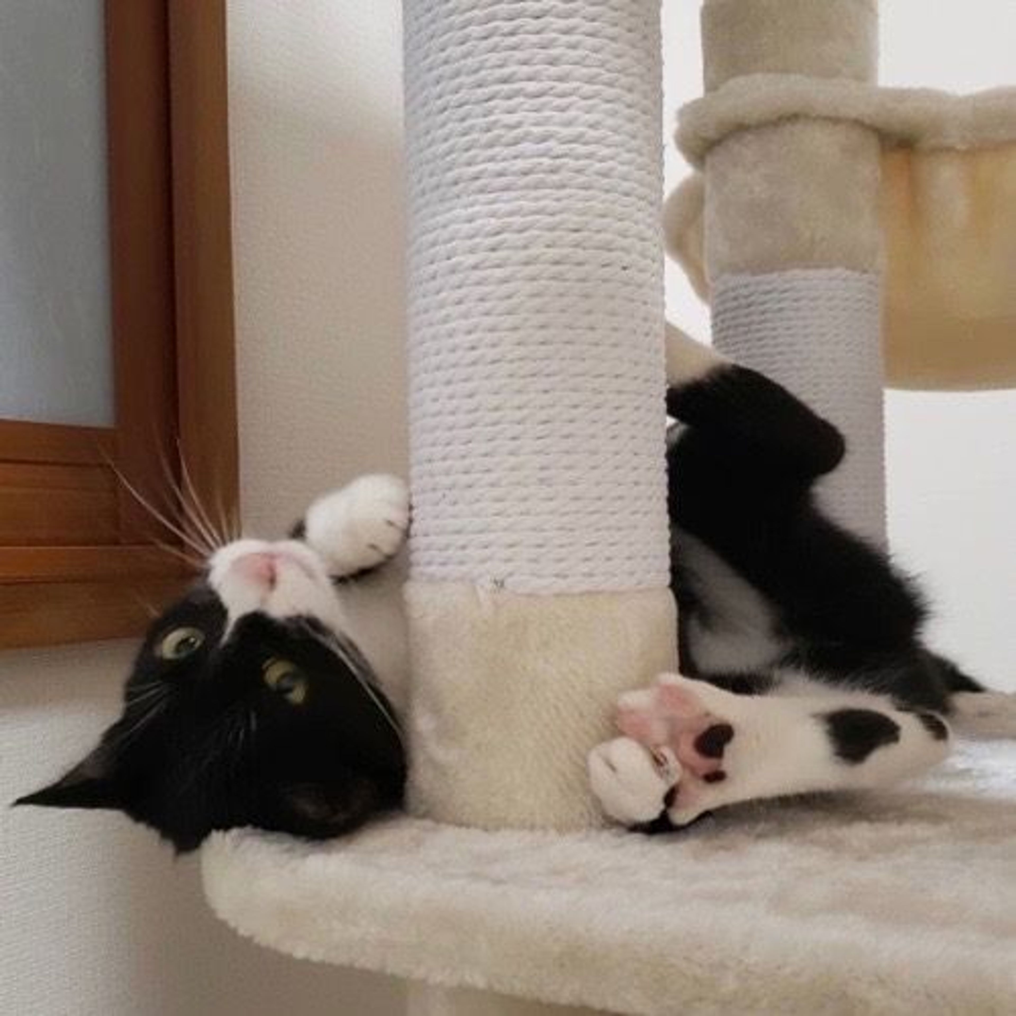 pet-image-3