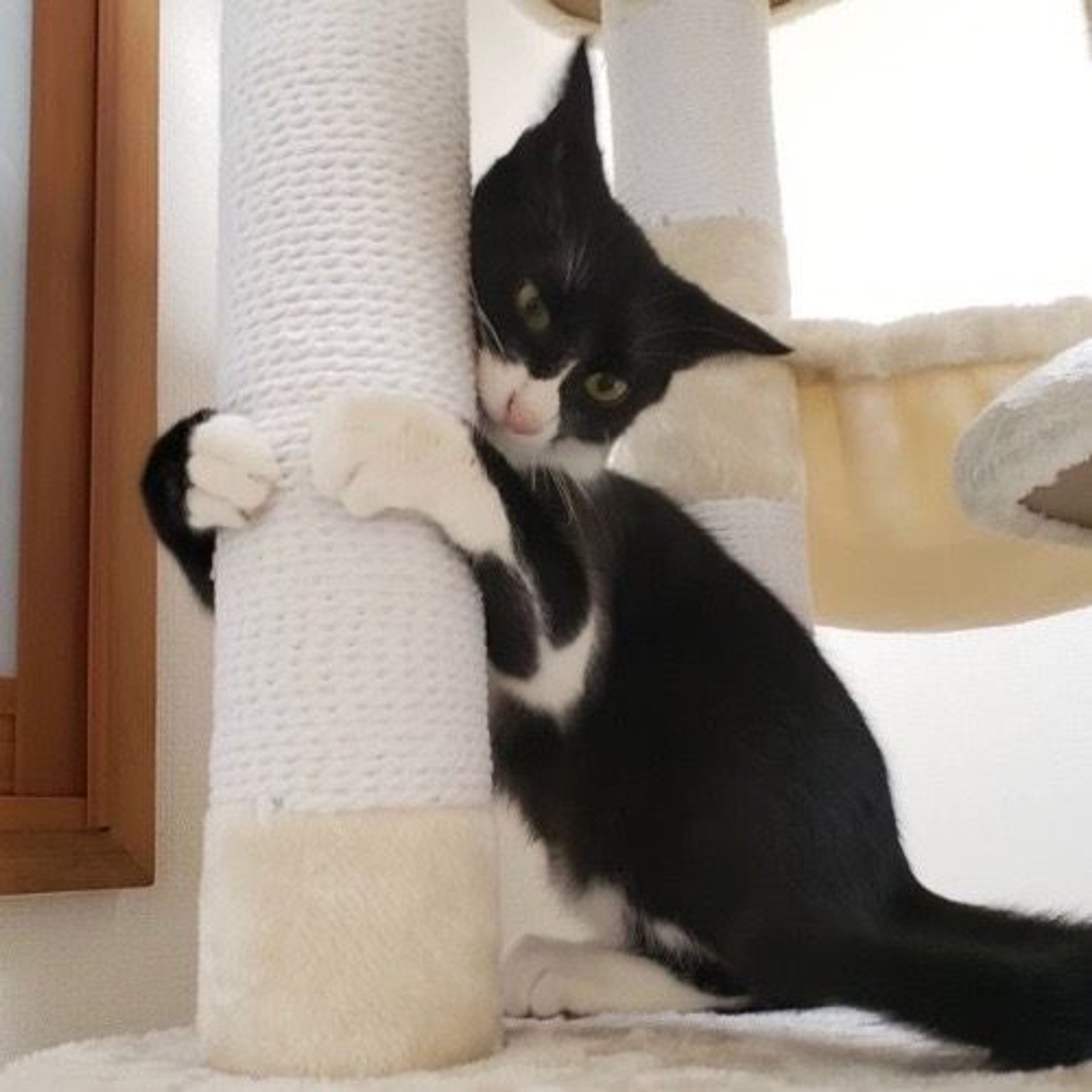 pet-image-6