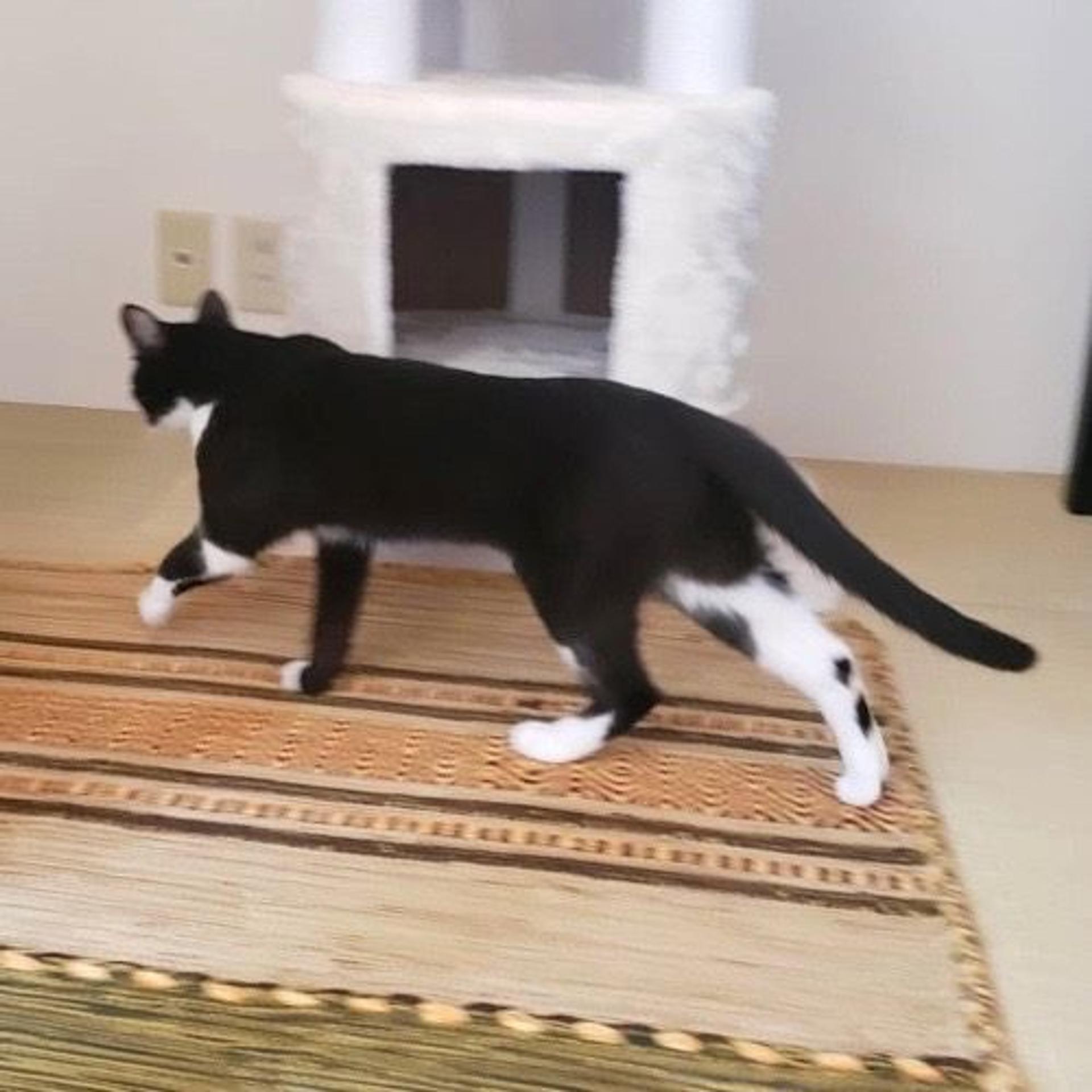 pet-image-7