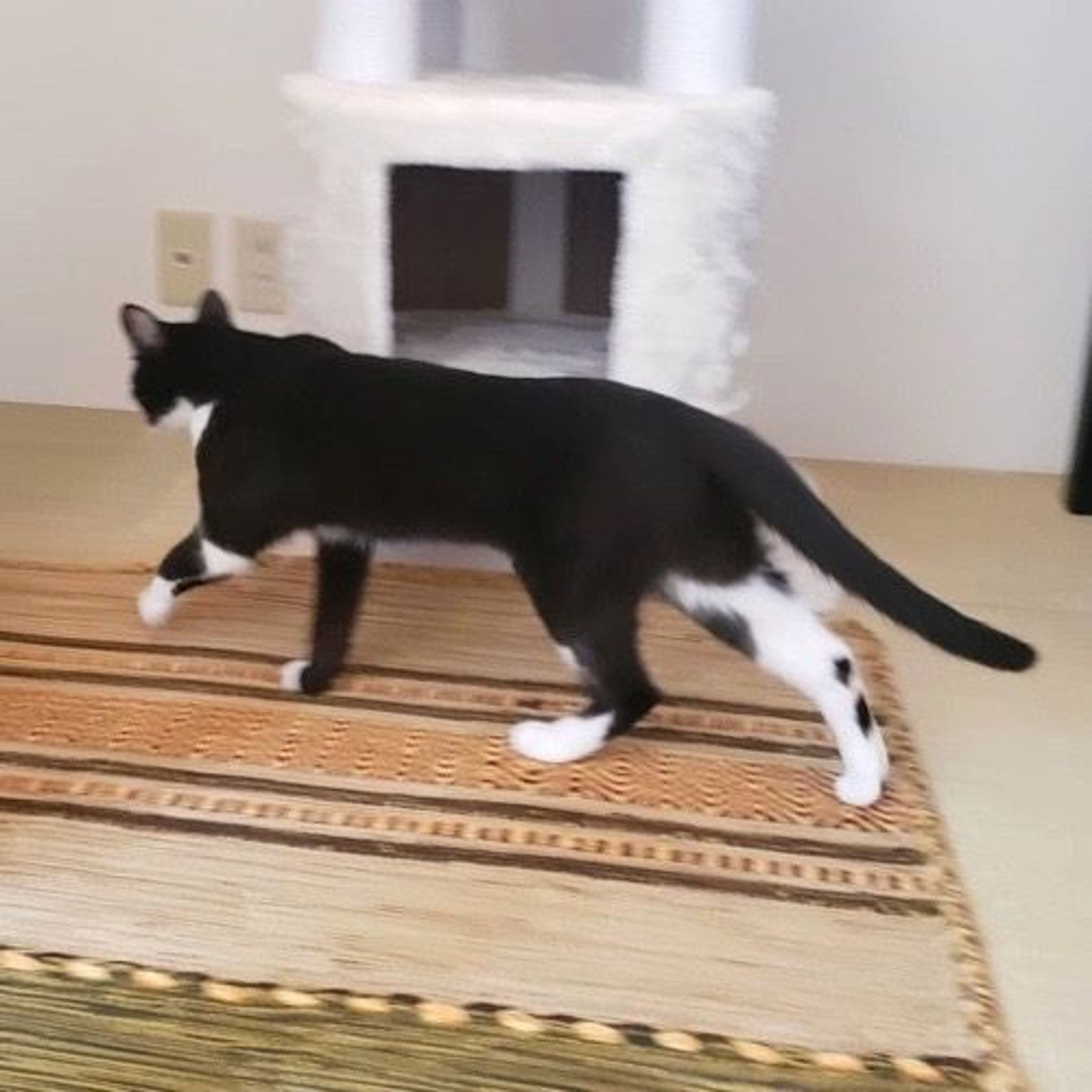 pet-image-7