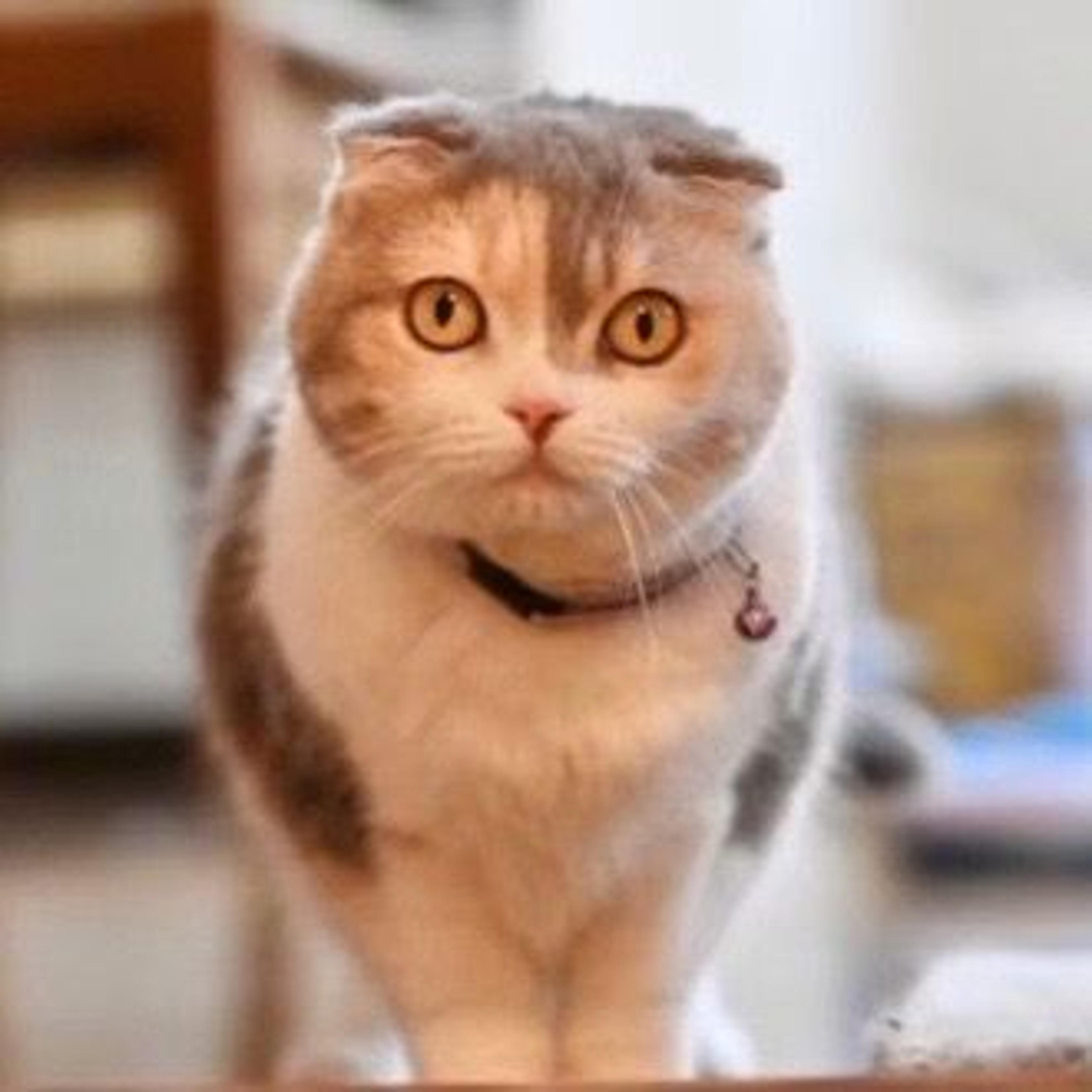 pet-image-4