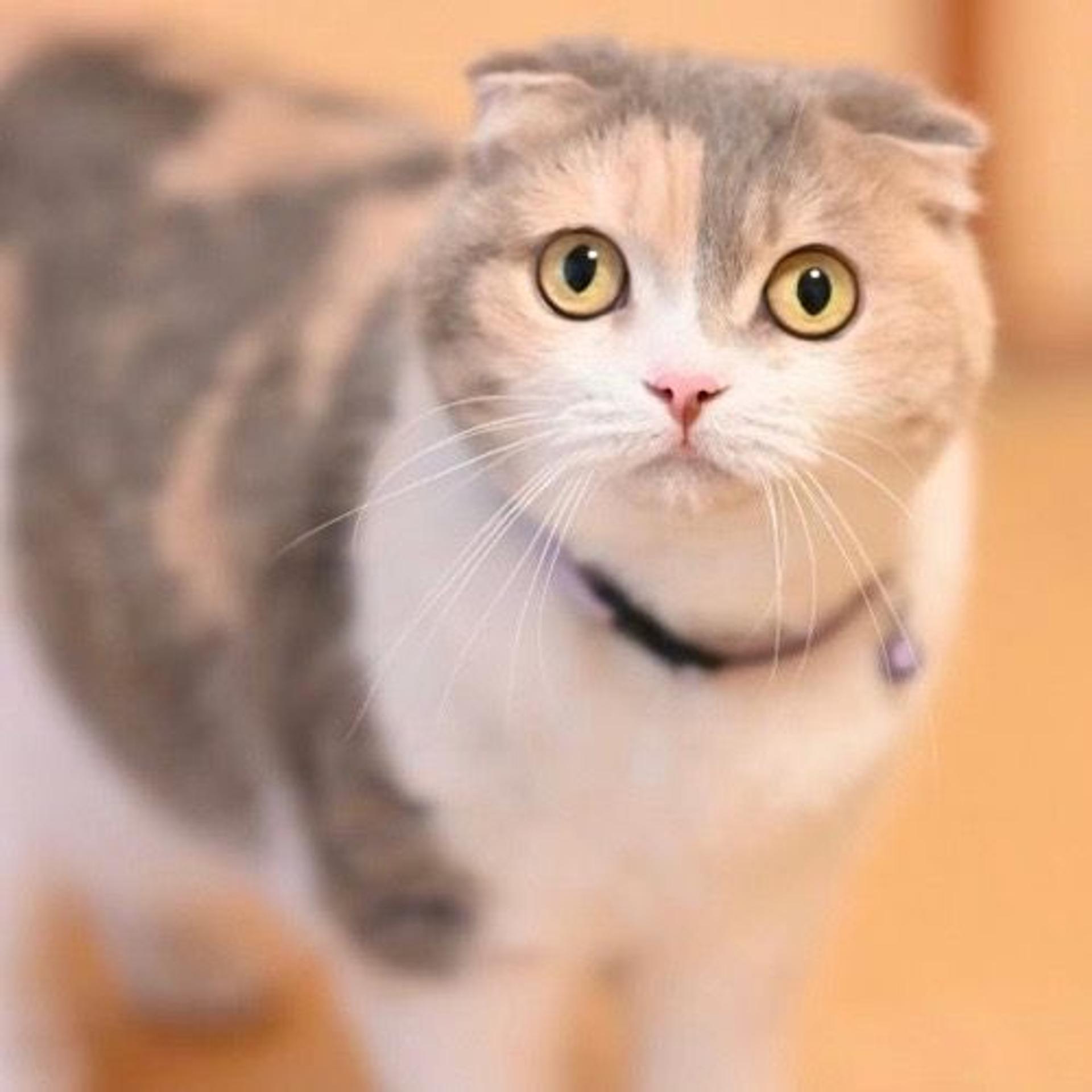 pet-image-6