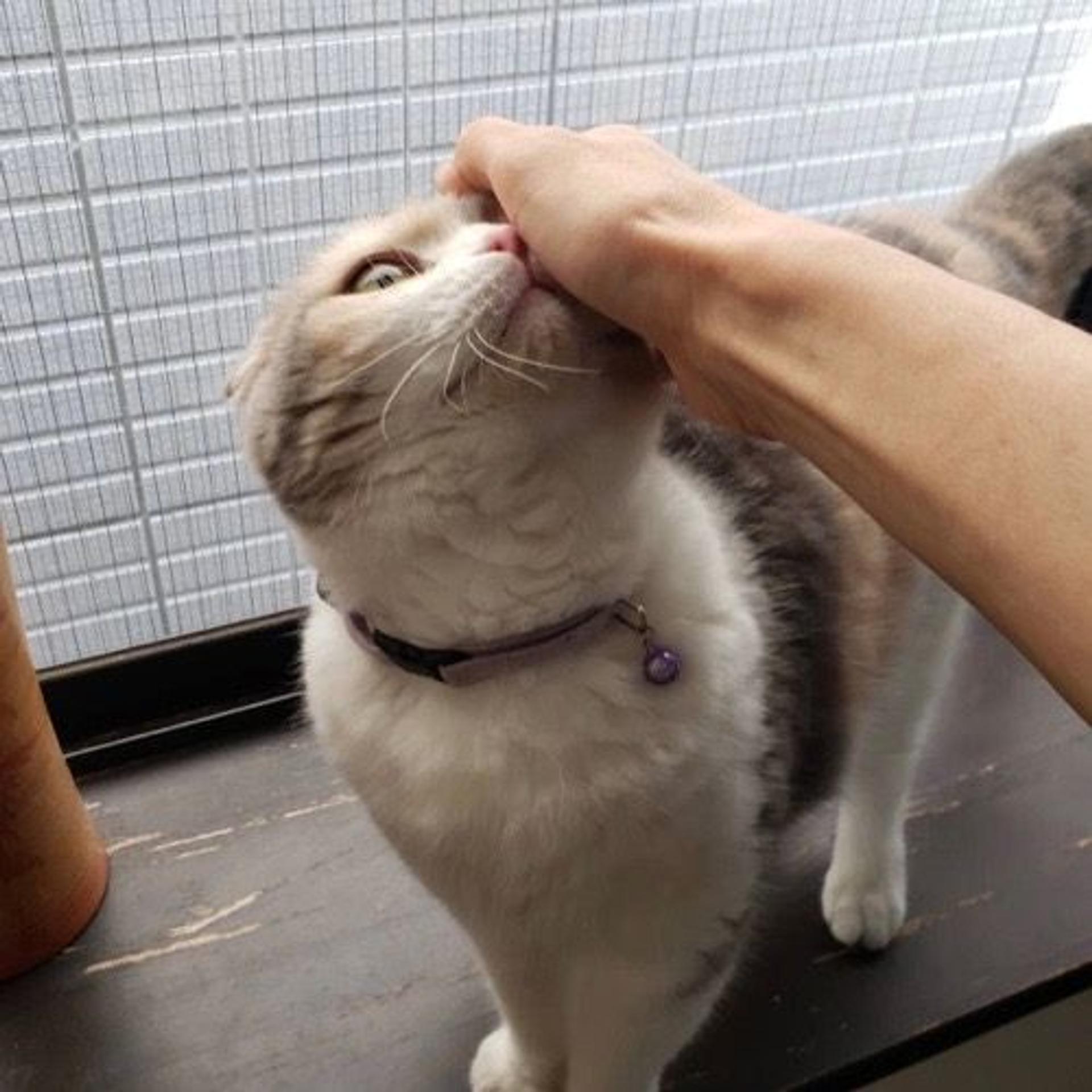 pet-image-7