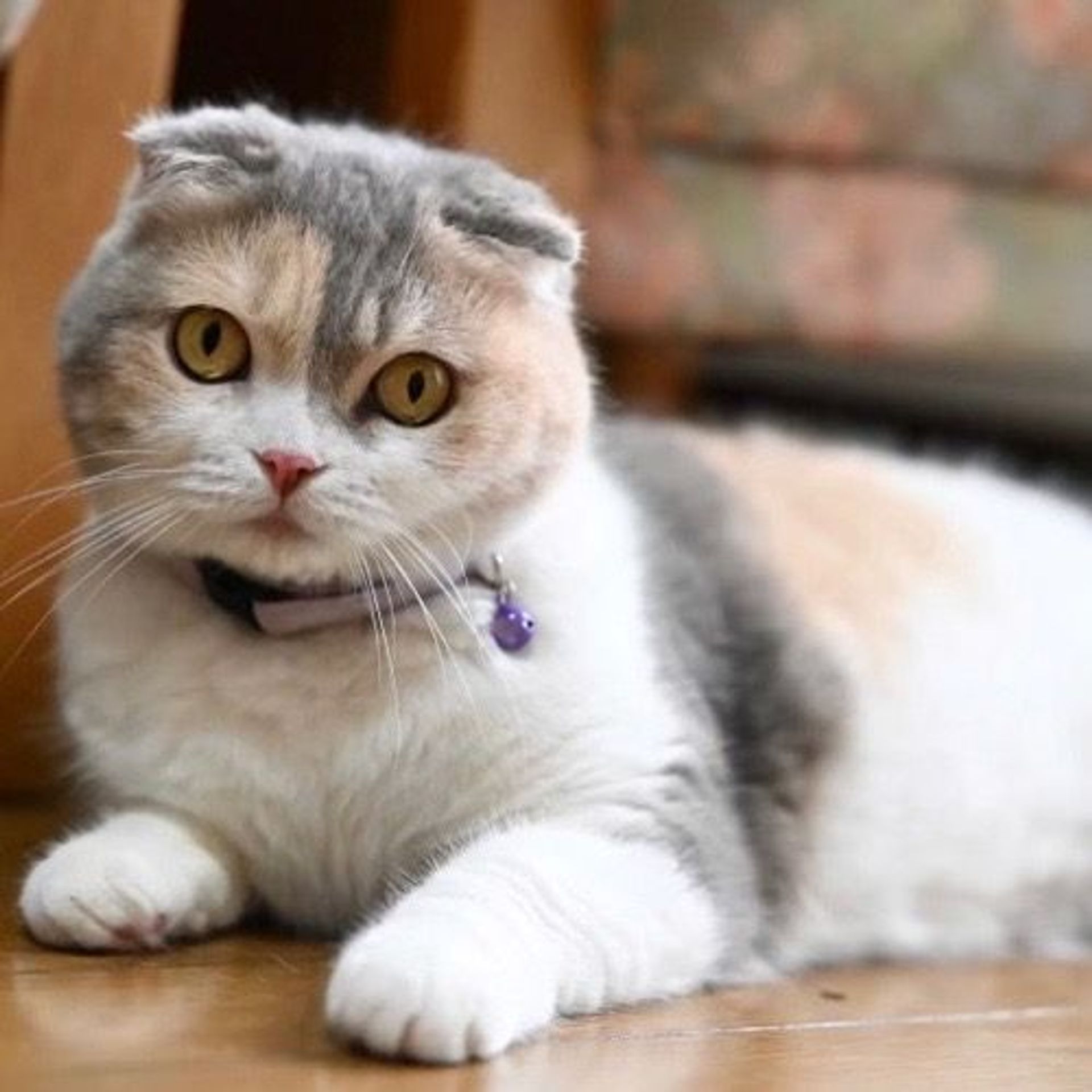 雑種（ミックス猫）・メスの里親募集の写真